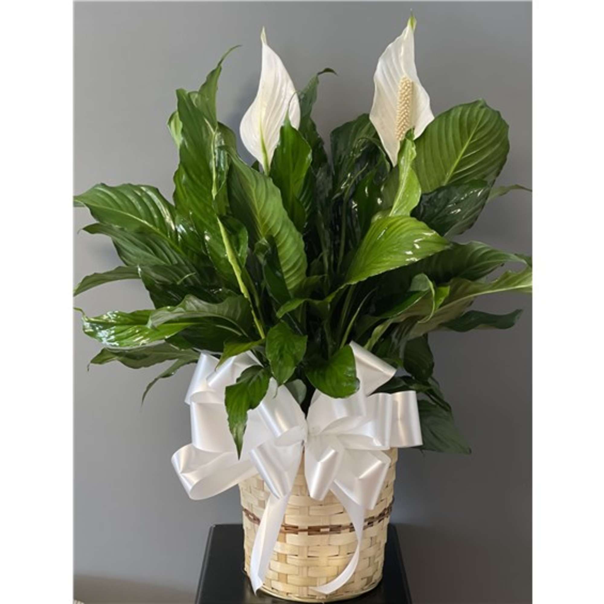 Product ID: 99203


A serene beauty, the Spathiphyllum--also known as the &quot;peace plant&quot;--is