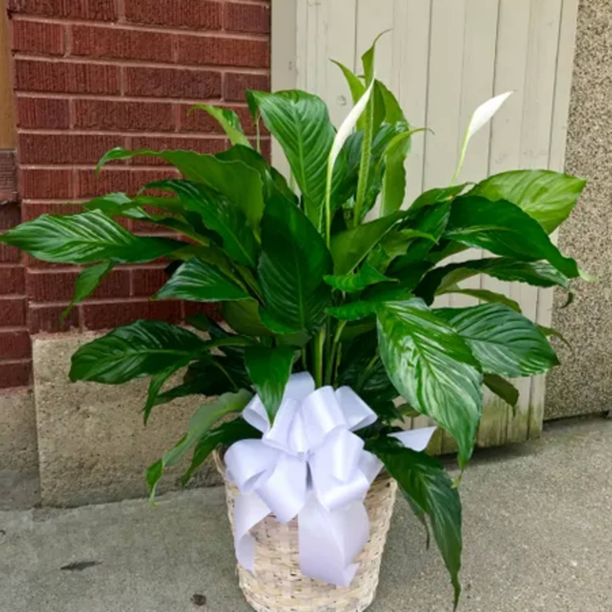 Product ID: 99203


A serene beauty, the Spathiphyllum--also known as the &quot;peace plant&quot;--is
