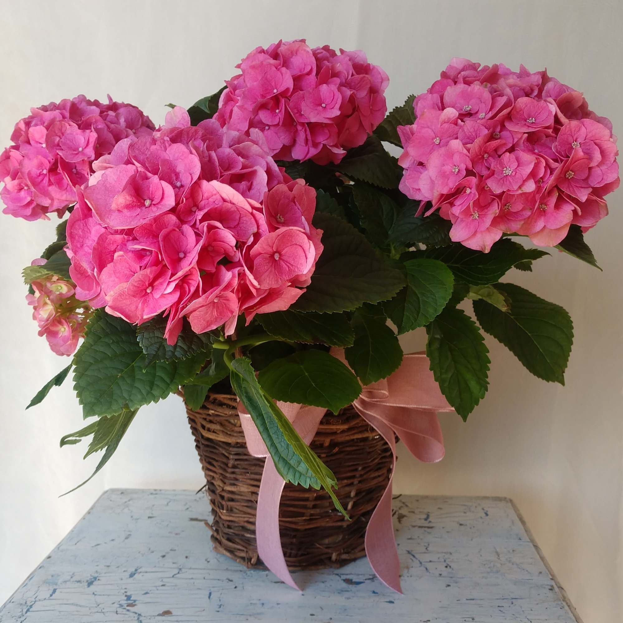 6 Months Subscription - Seasonal Plant of designers choice 6 Months Subscription - Seasonal Plant of designers choice