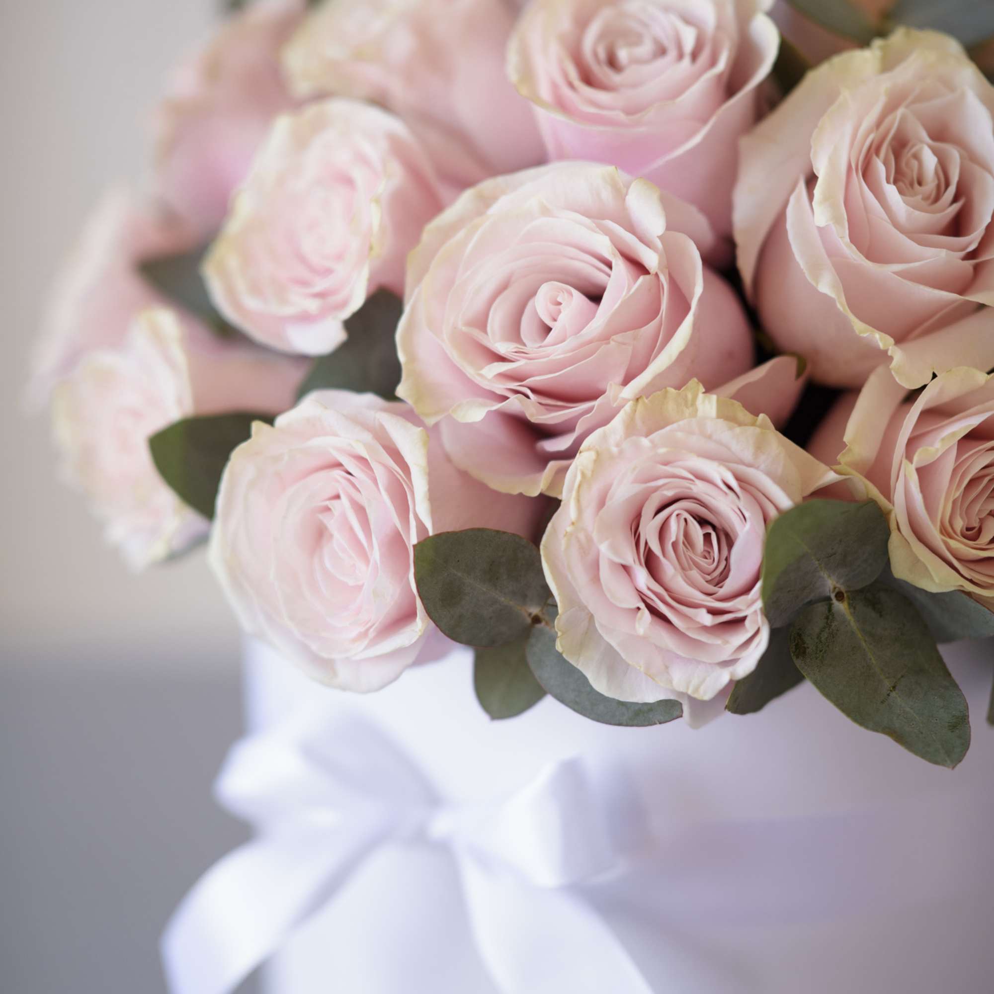 Premium, equadorian pale pink roses (up to 30 - medium sized box