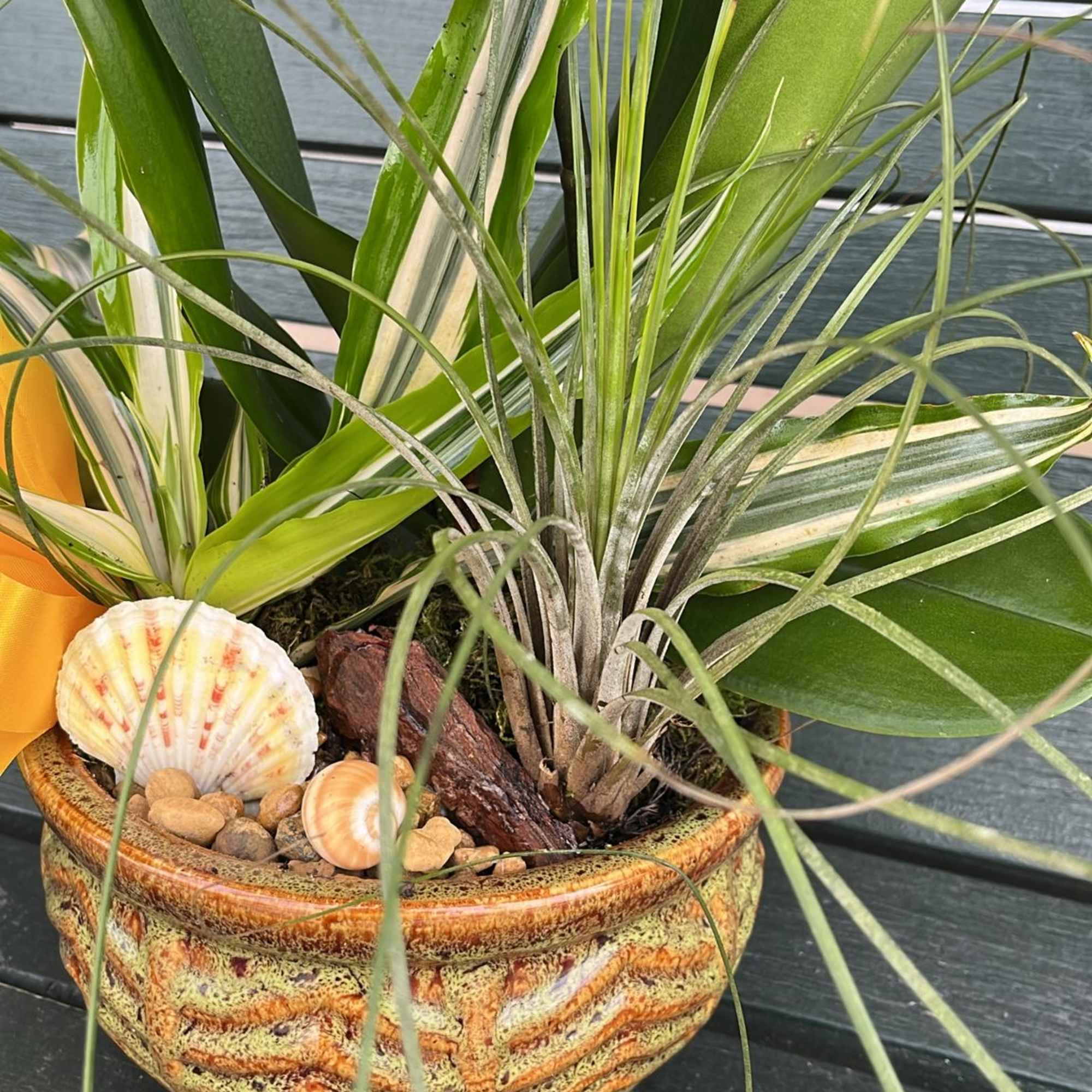 Dish garden with a white orchid and other green plants. Including pot.