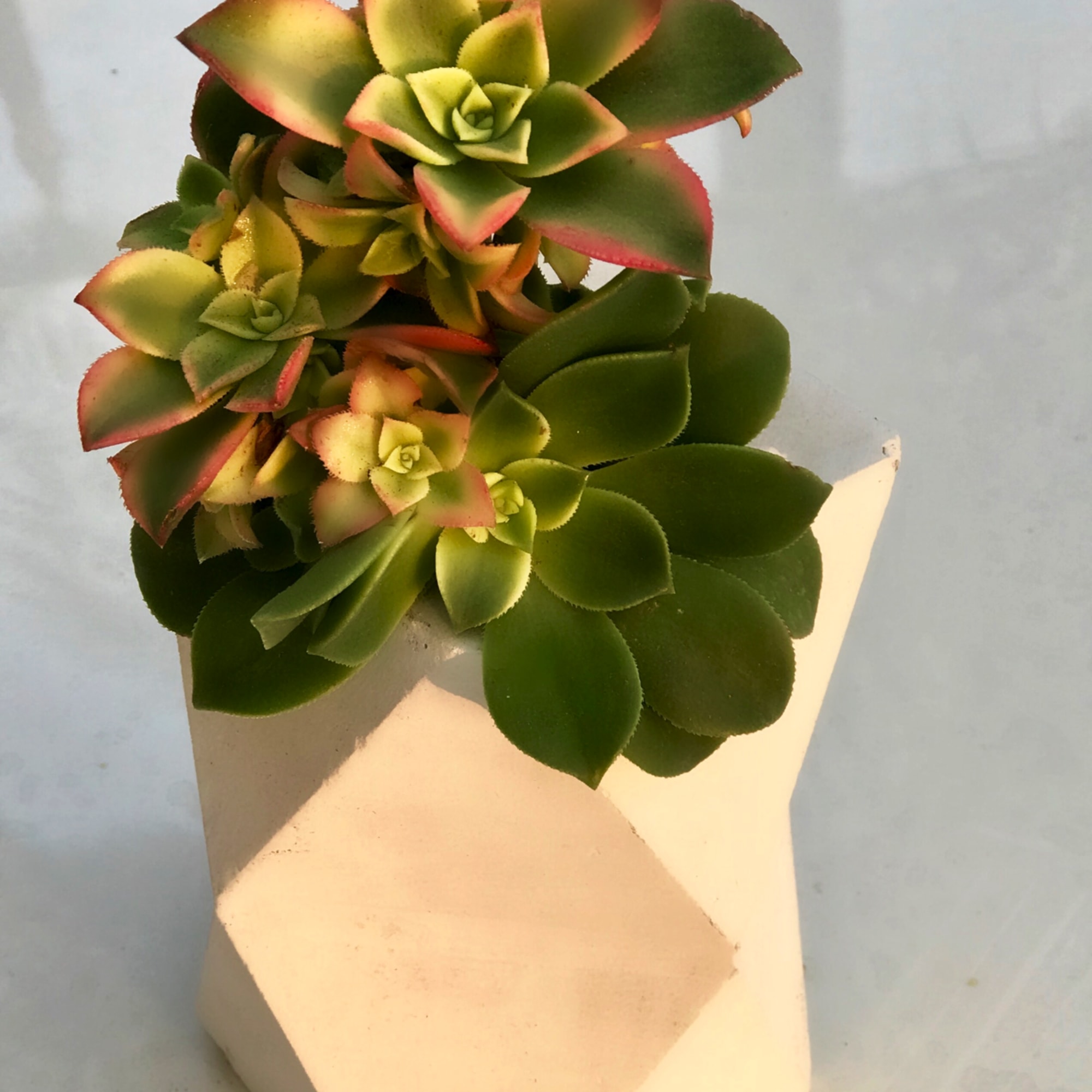 succulent flowers in a vertical and perfectly geometric white cement holder.