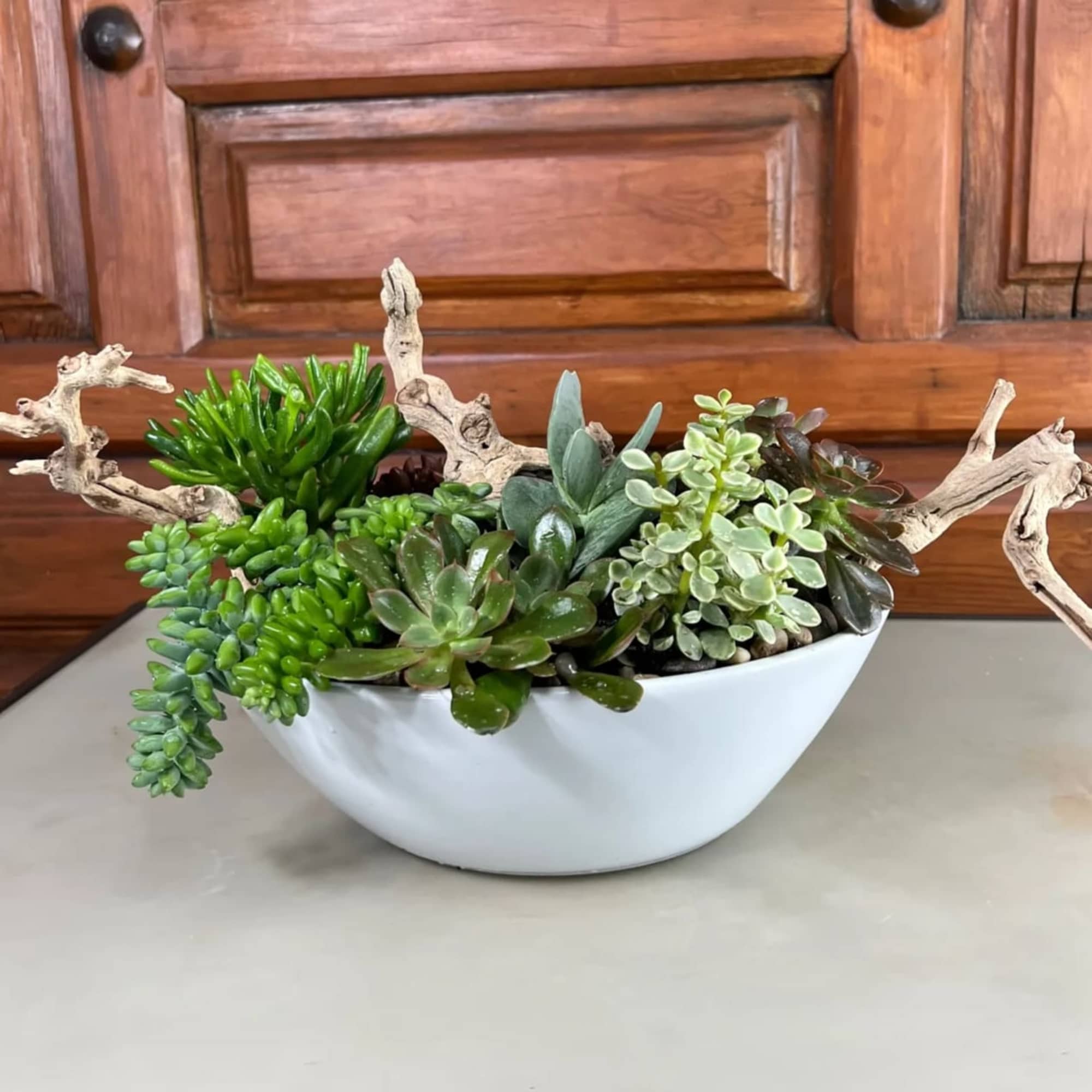 Mixed succulents in a ceramic container for a clean and zen look Mixed succulents in a ceramic container for a clean and zen look
