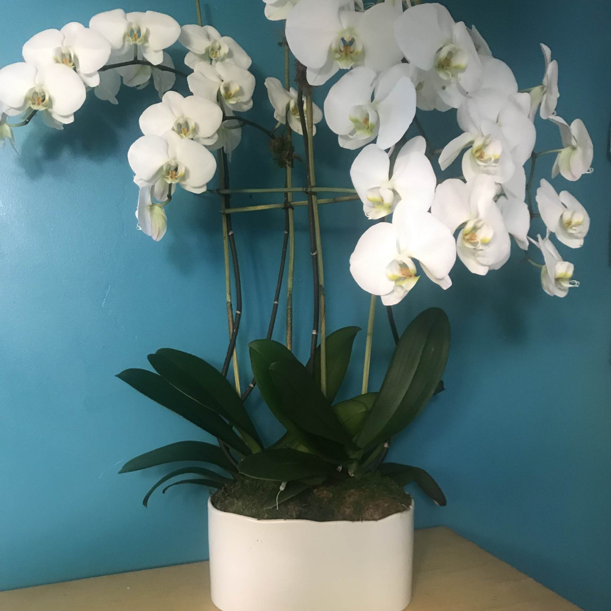Multiple stems of a our beautiful white phalaenopsis in a speciality container.