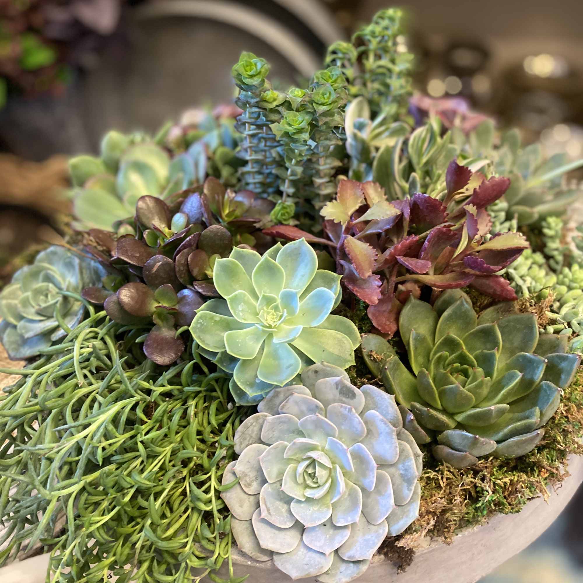 Beautiful assortment of succulents in a speciality container