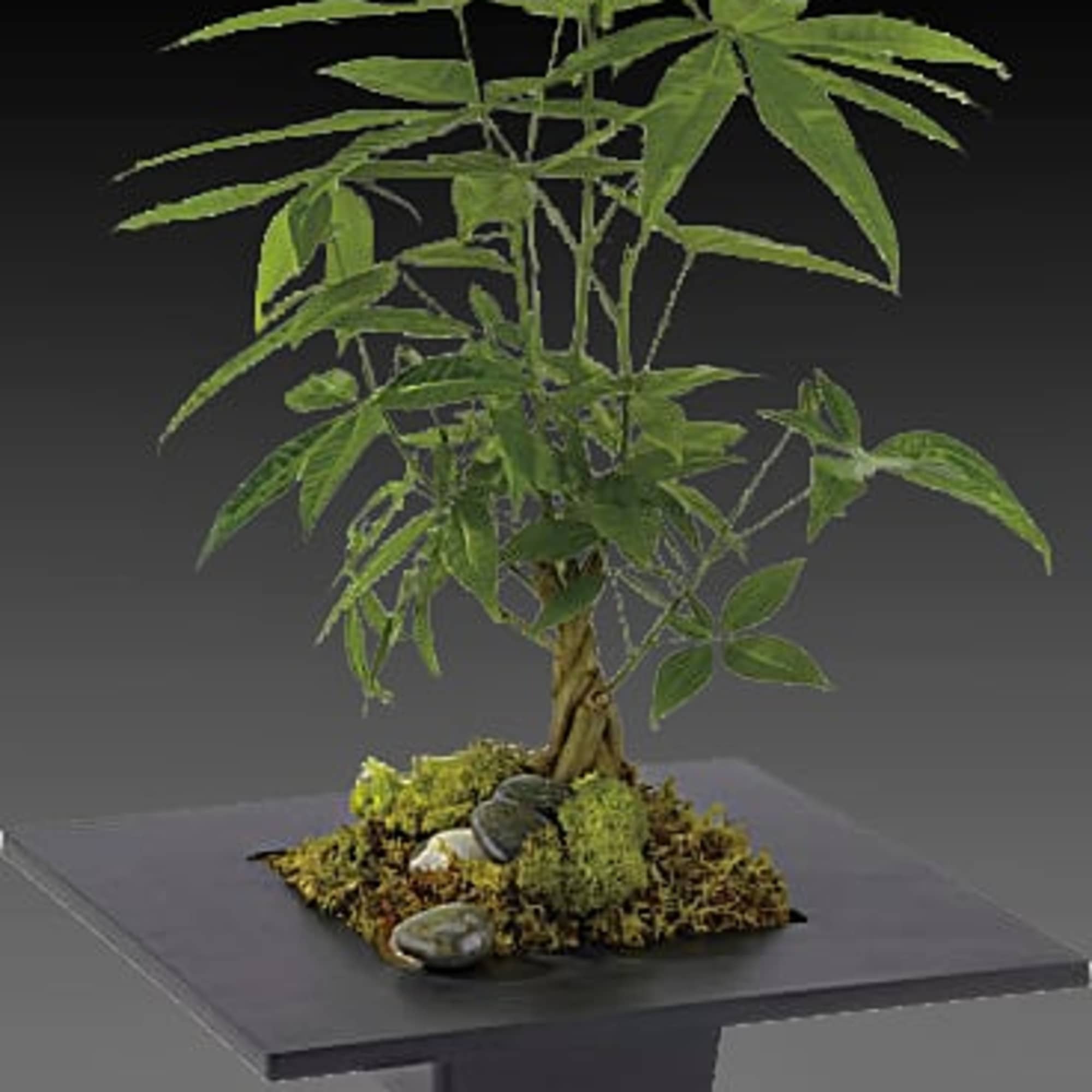 buy philodendron nz Giant Philodendron main image 1