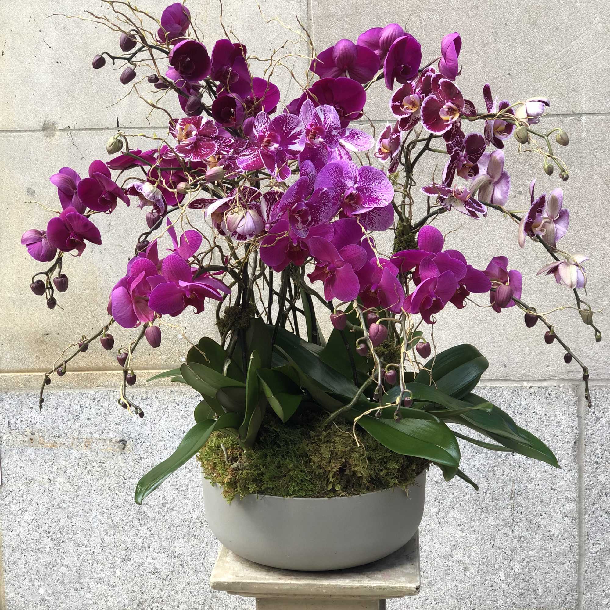 Flowers by Philip offers a large selection of orchid plants available all Flowers by Philip offers a large selection of orchid plants available all