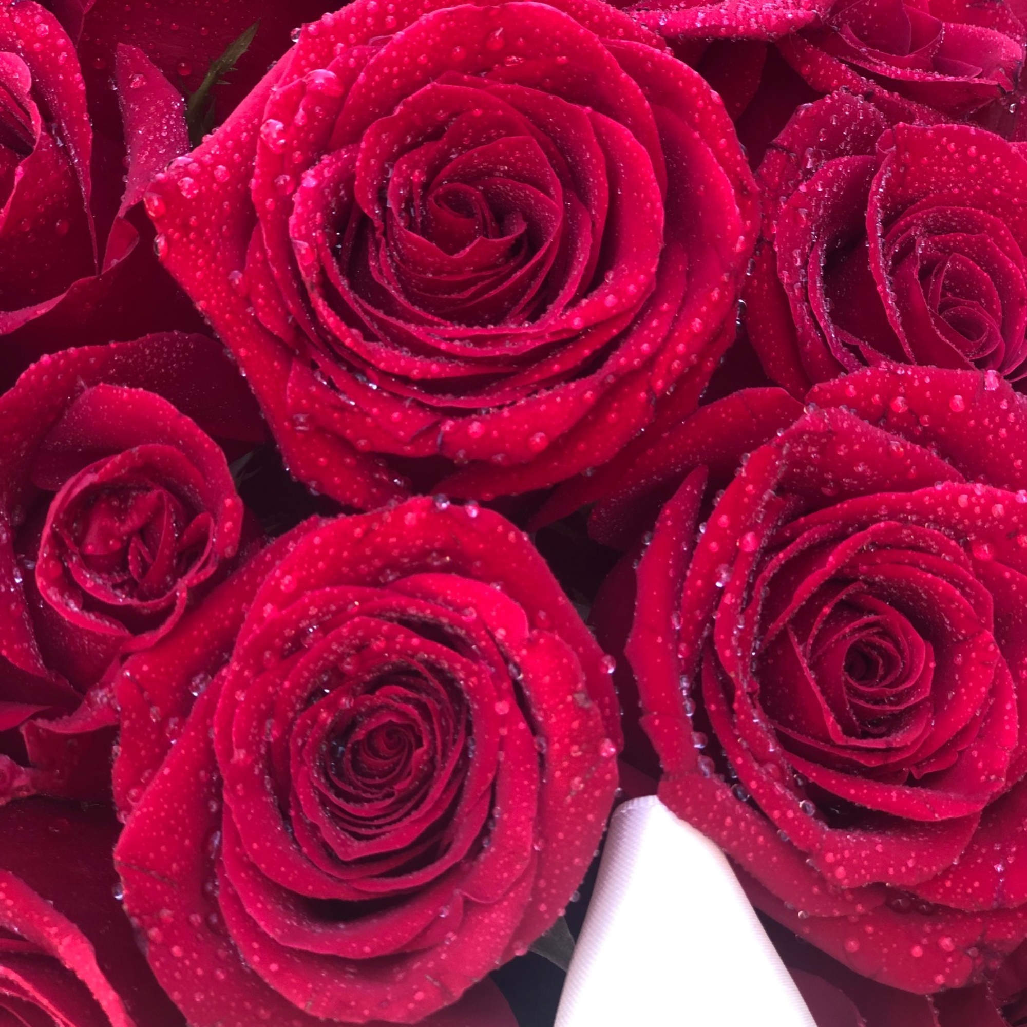 Roses mounded in a beautiful aquamarine, deco style box.