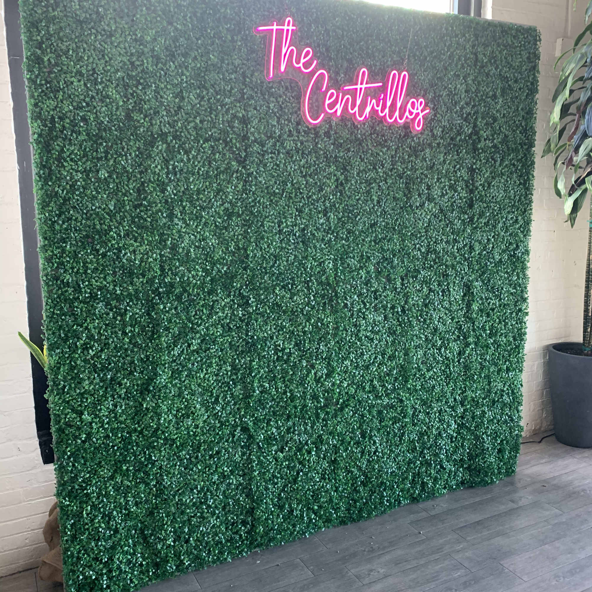 Boxwood wall for rent for your wedding, baby shower or birthday party. Boxwood wall for rent for your wedding, baby shower or birthday party.