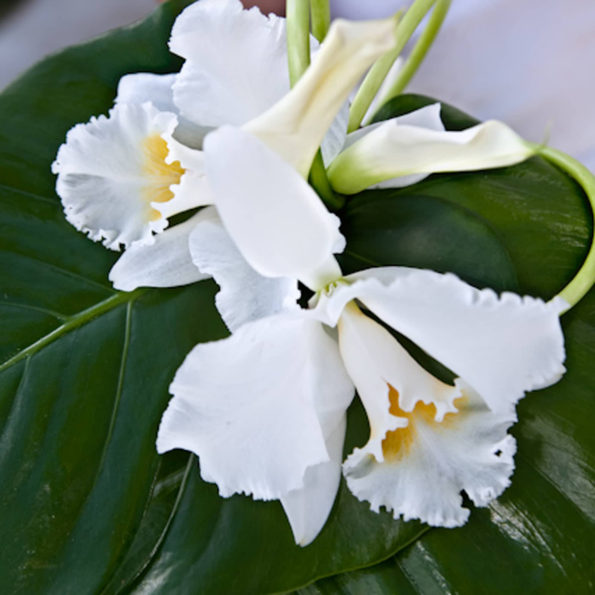 Arrangements for weddings, arches, centerpieces, bride's bouquet, salon's decor (price may change Arrangements for weddings, arches, centerpieces, bride's bouquet, salon's decor (price may change