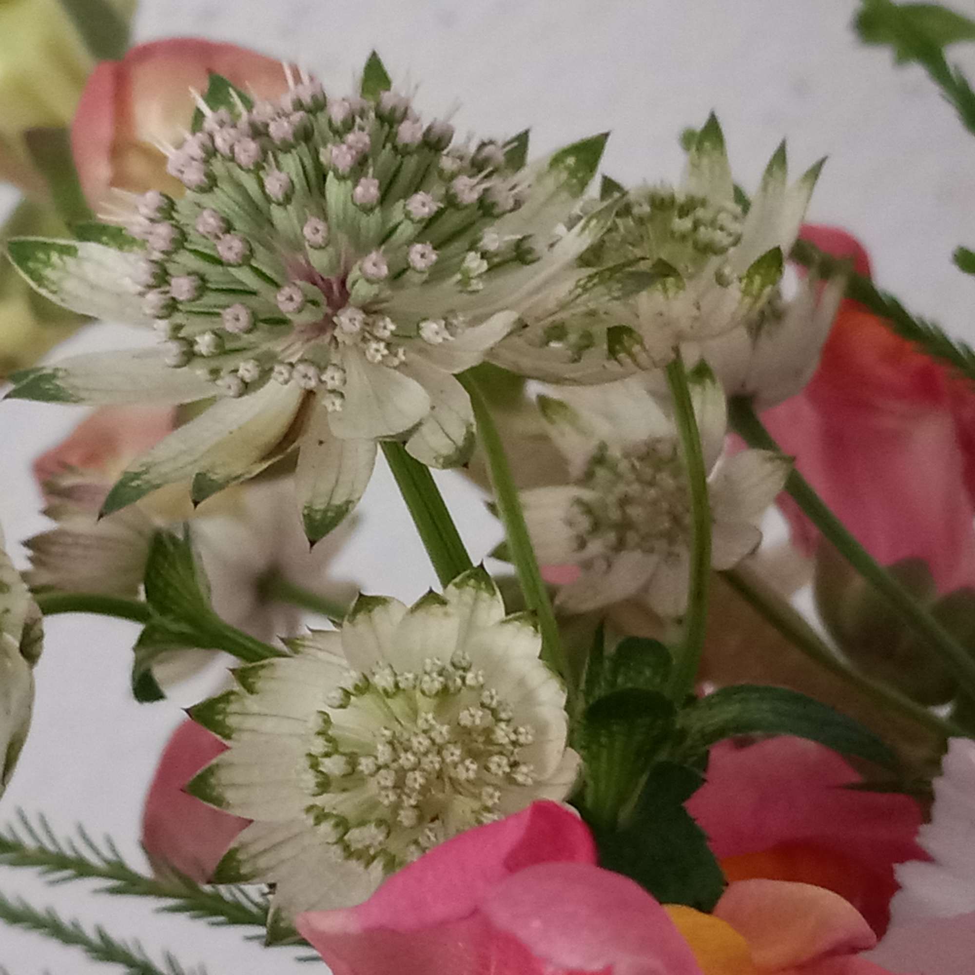 Pretty as can be! Honor their latest accomplishment or celebrate a special