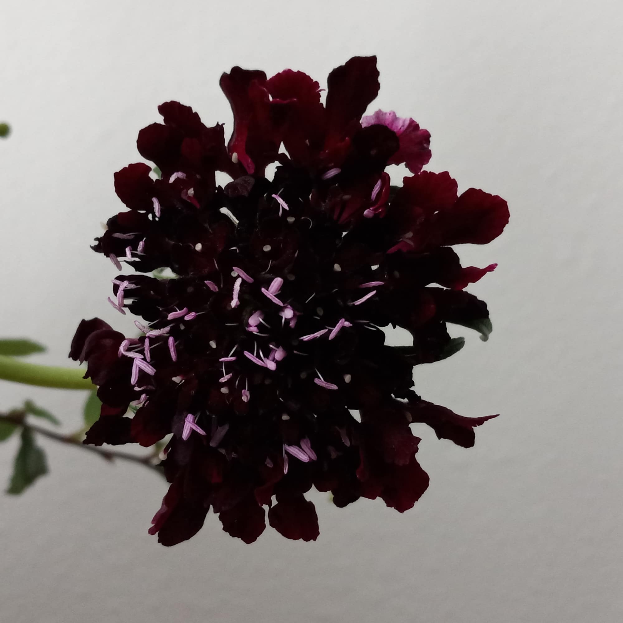 Pretty as can be! Honor their latest accomplishment or celebrate a special