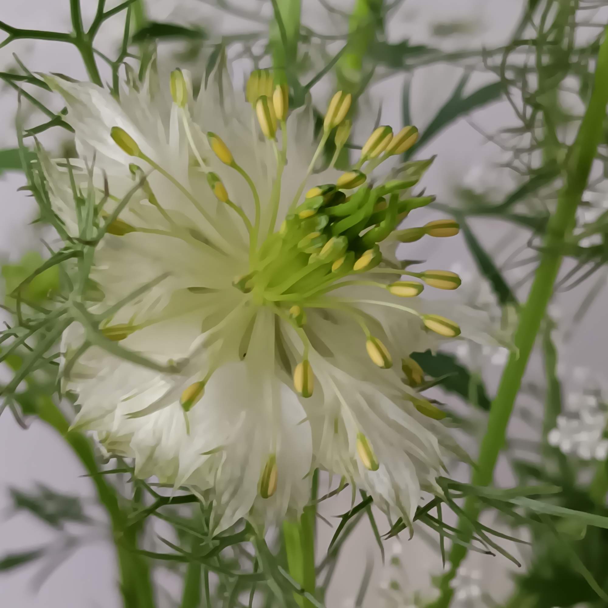 This ethereal arrangement is a calming, peaceful gesture that shows them you