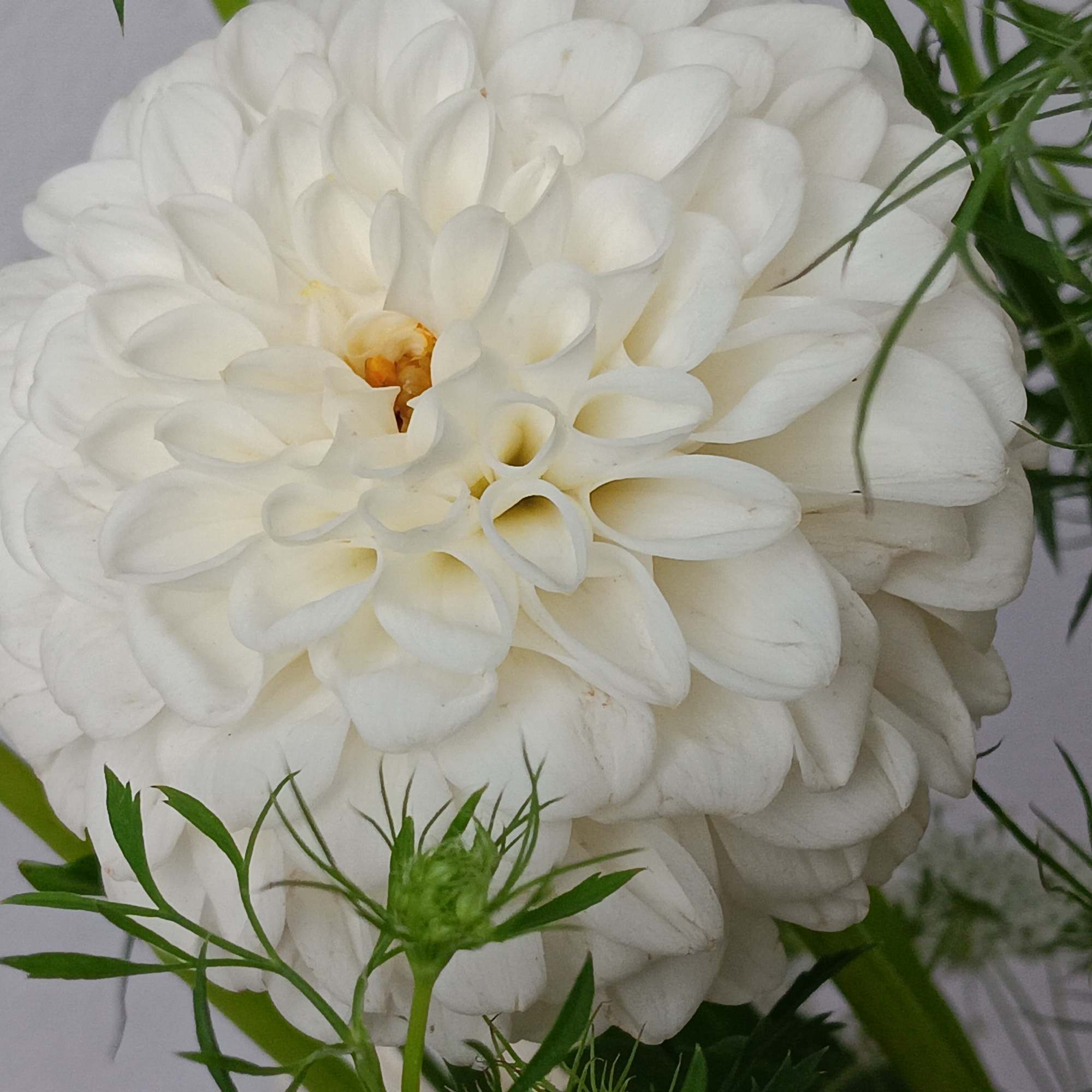 This ethereal arrangement is a calming, peaceful gesture that shows them you