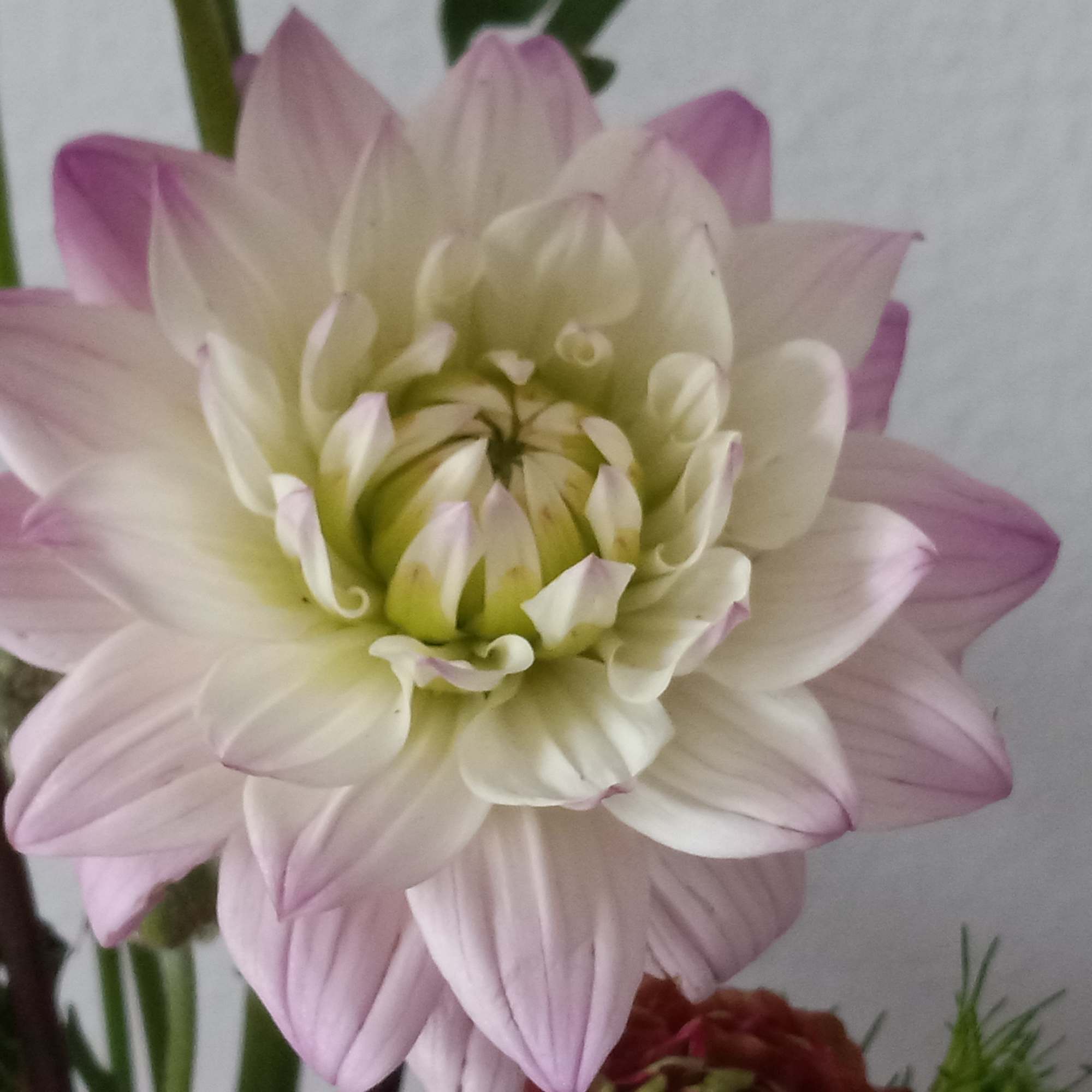 Pretty as can be! Honor their latest accomplishment or celebrate a special