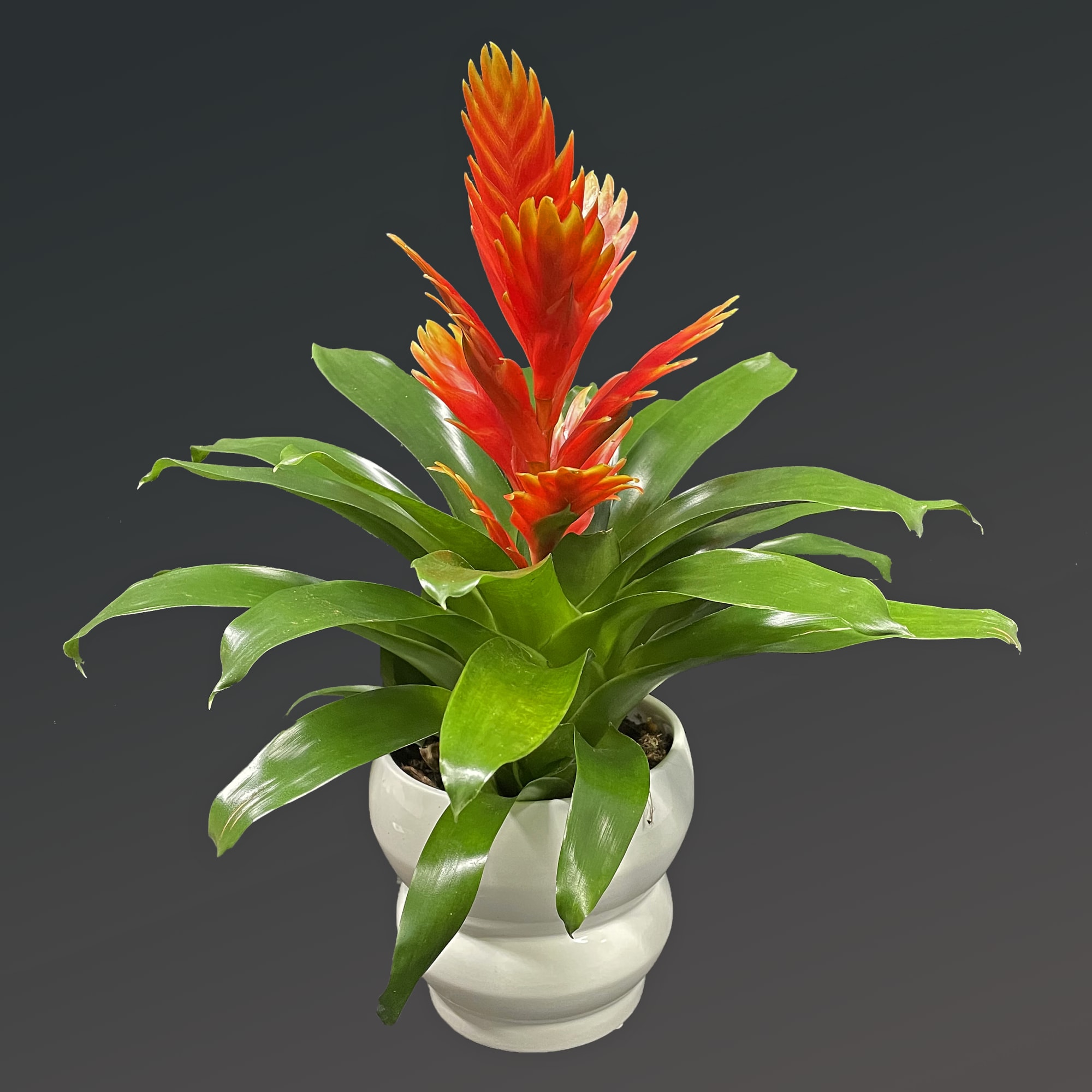 The Bromeliad are a family of monocot flowering plants of about 80 The Bromeliad are a family of monocot flowering plants of about 80