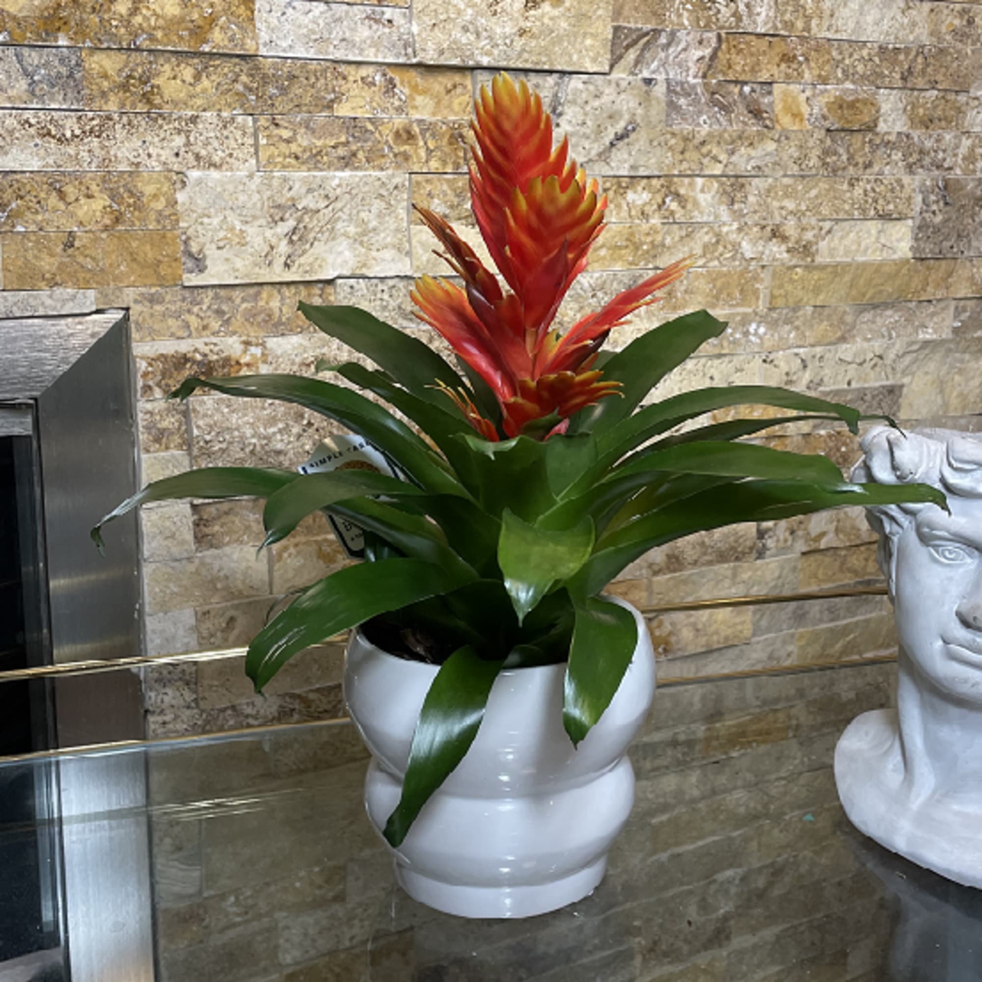 The Bromeliad are a family of monocot flowering plants of about 80 The Bromeliad are a family of monocot flowering plants of about 80