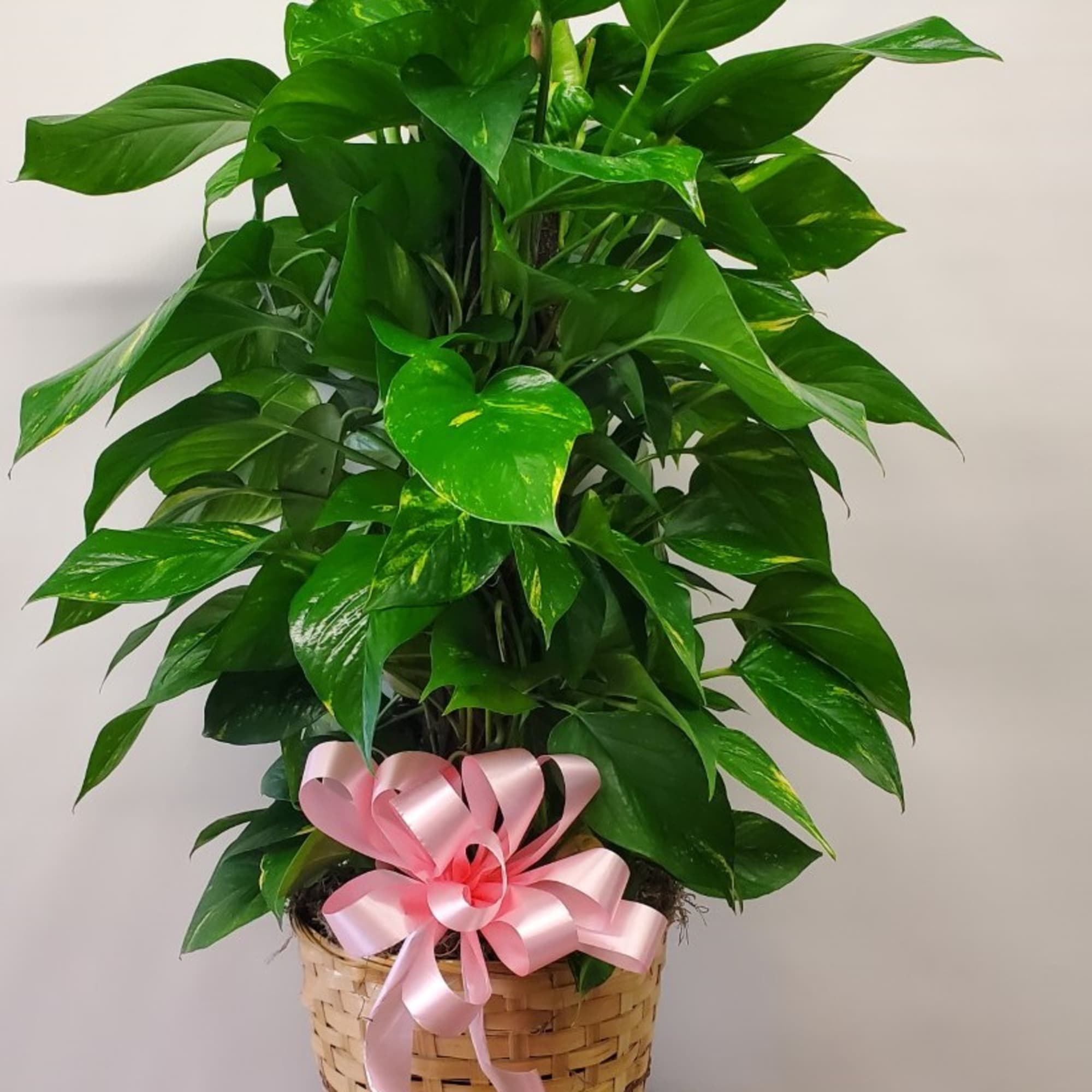 The Tottem Pole Ivy  is an incredibly easy-going houseplant. The clusters