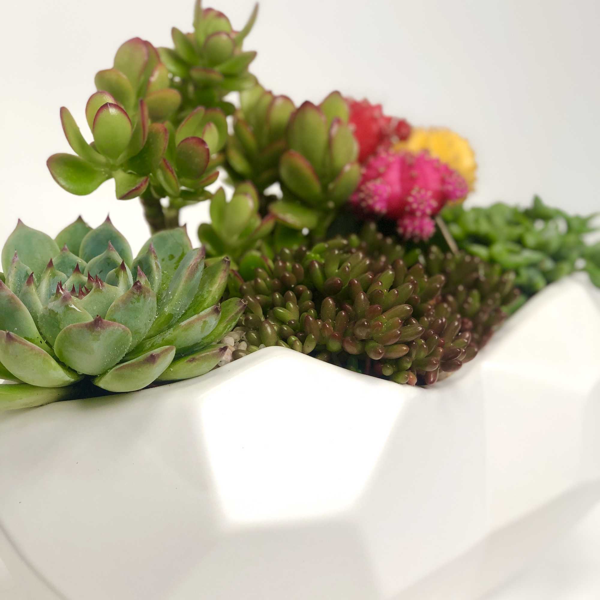 A bright mix of succulents and colorful Moon Cacti in a white A bright mix of succulents and colorful Moon Cacti in a white