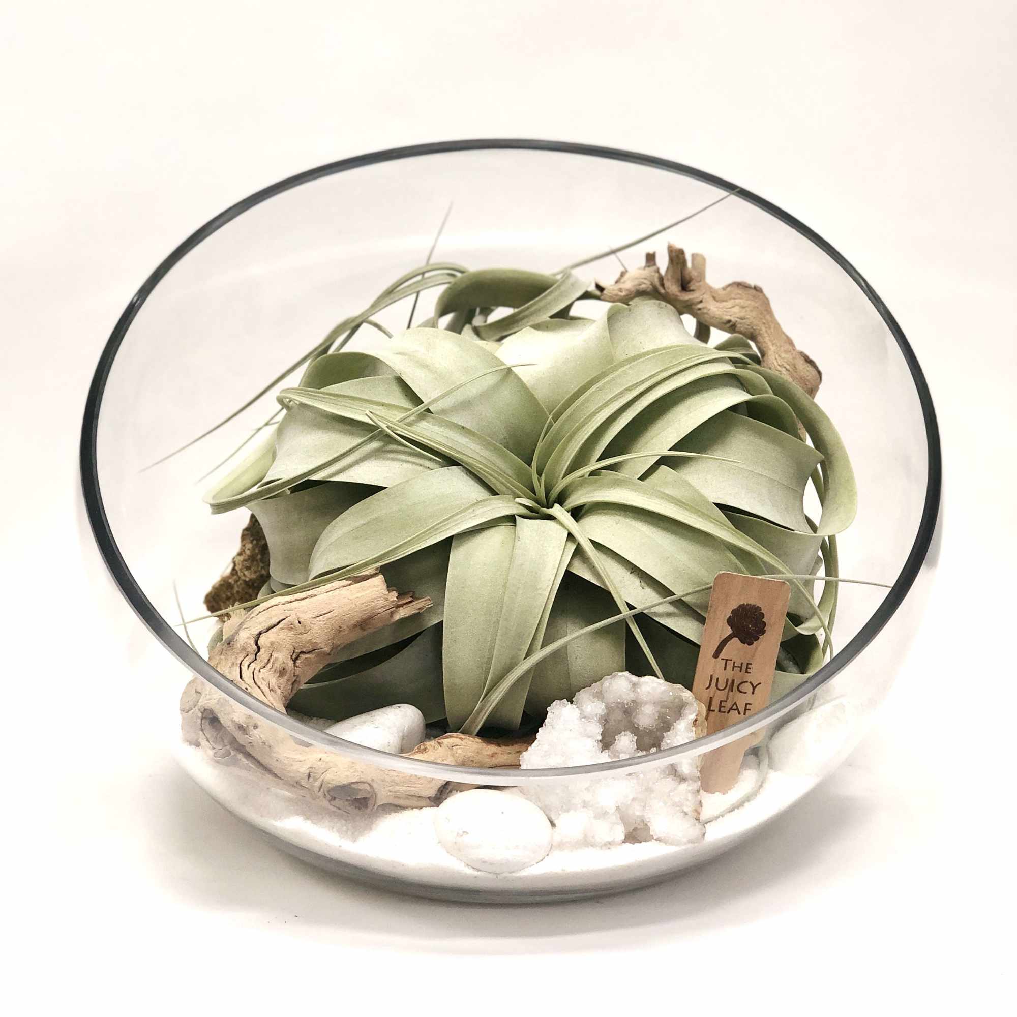 Beautifully designed terrarium with Xerographica, Geodes, driftwood piece white rocks and sand. Beautifully designed terrarium with Xerographica, Geodes, driftwood piece white rocks and sand.