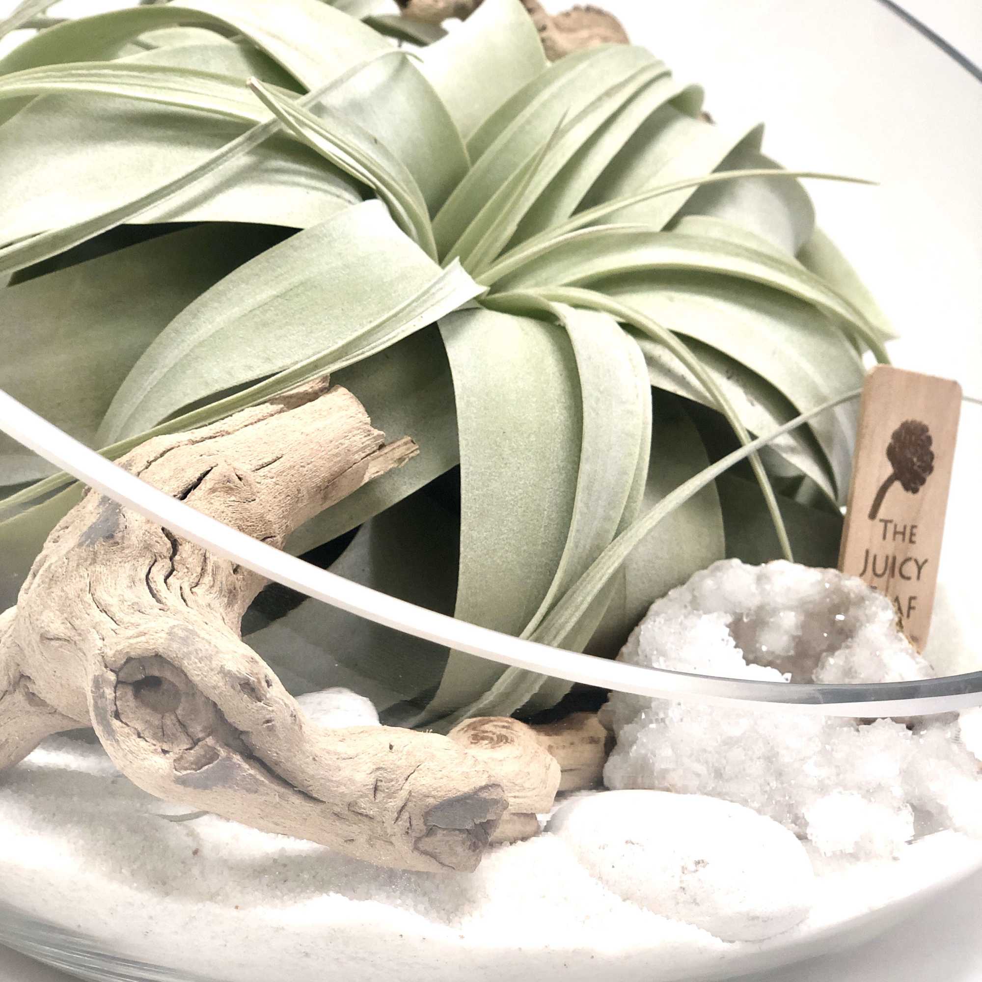 Beautifully designed terrarium with Xerographica, Geodes, driftwood piece white rocks and sand. Beautifully designed terrarium with Xerographica, Geodes, driftwood piece white rocks and sand.
