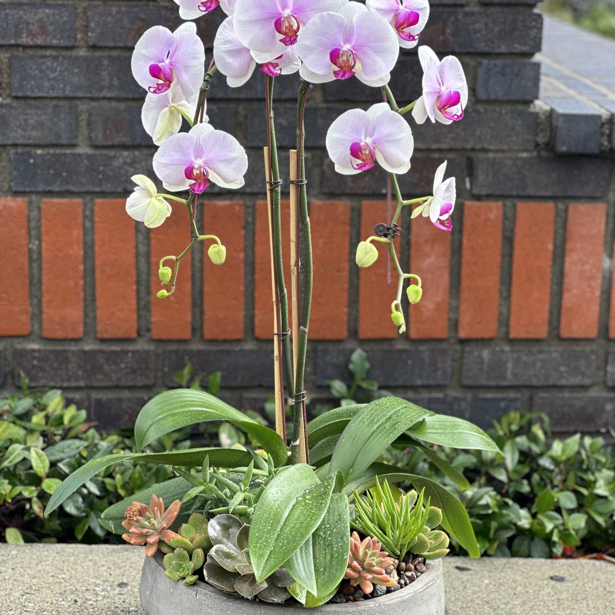 Elevate your space with the timeless elegance of Phalaenopsis orchids artfully paired Elevate your space with the timeless elegance of Phalaenopsis orchids artfully paired