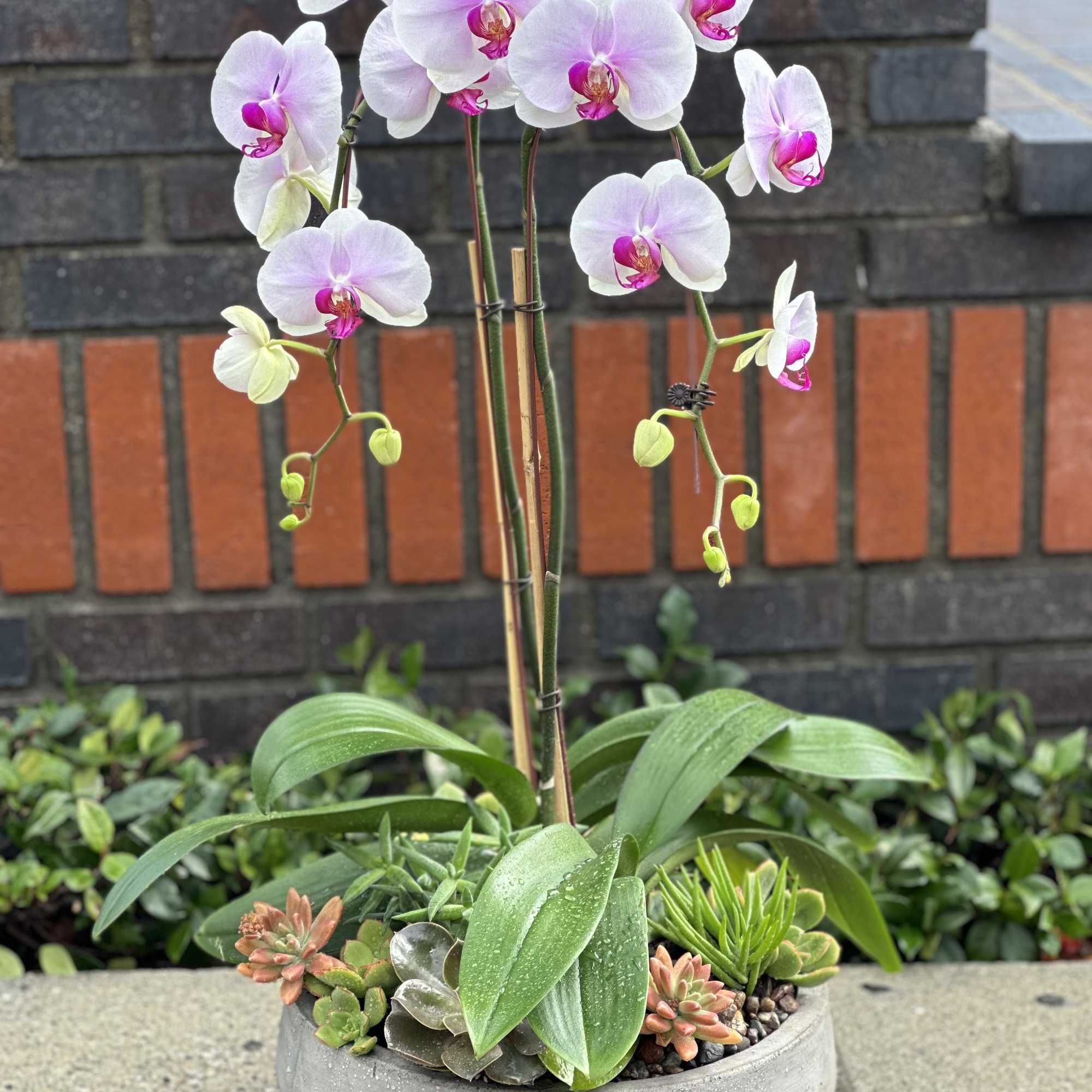 Elevate your space with the timeless elegance of Phalaenopsis orchids artfully paired Elevate your space with the timeless elegance of Phalaenopsis orchids artfully paired