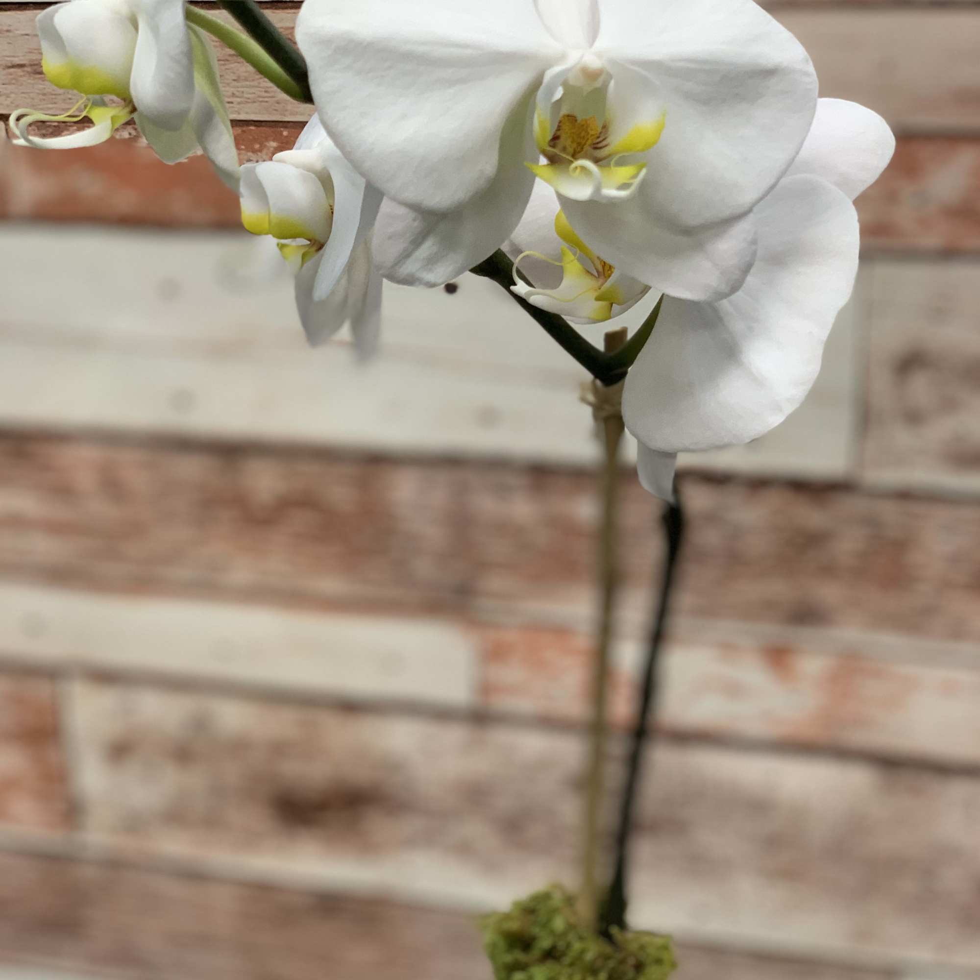 A stunning, classic blooming plant. The phalaenopsis orchid also known as the