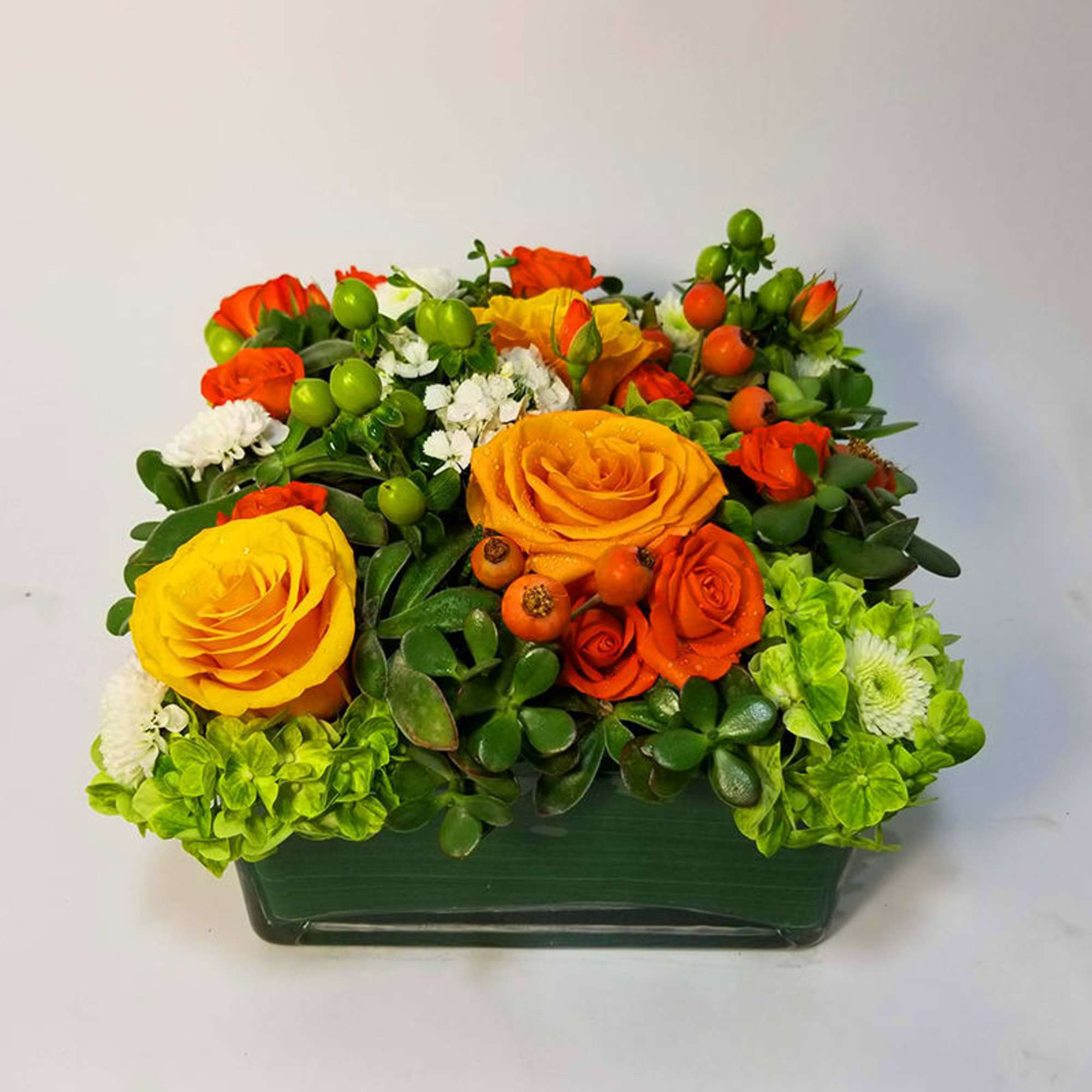 Succulent Party Succulent Party