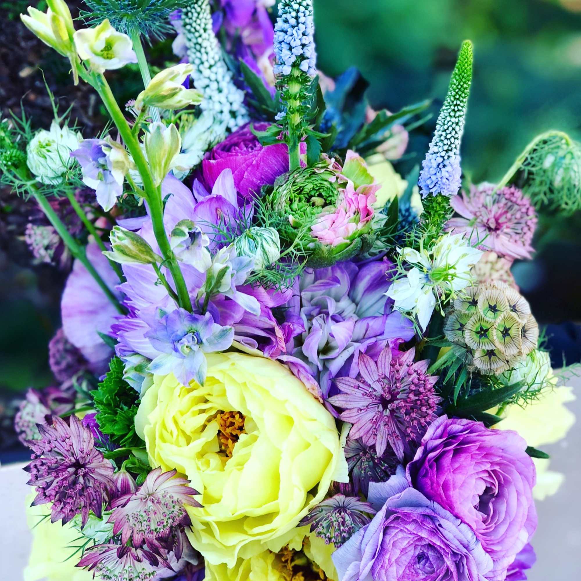 This tight and compact pastel beauty makes up in bold colors what