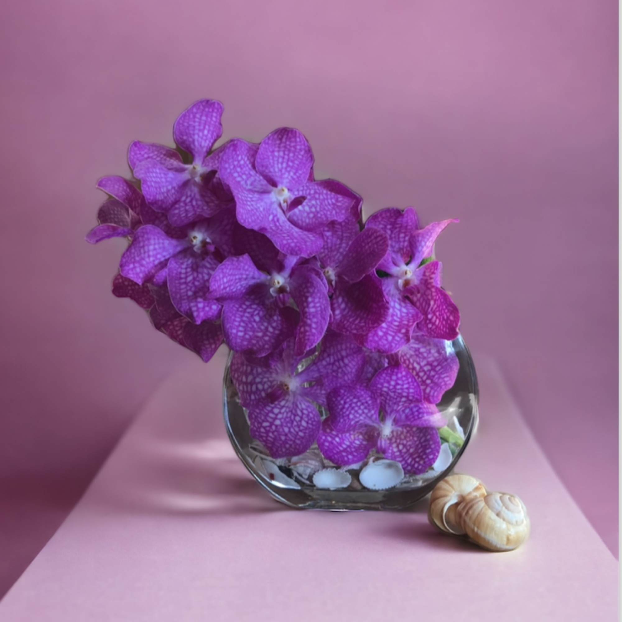 Flower : Modern design with pink Vanda orchid and seashell inside the