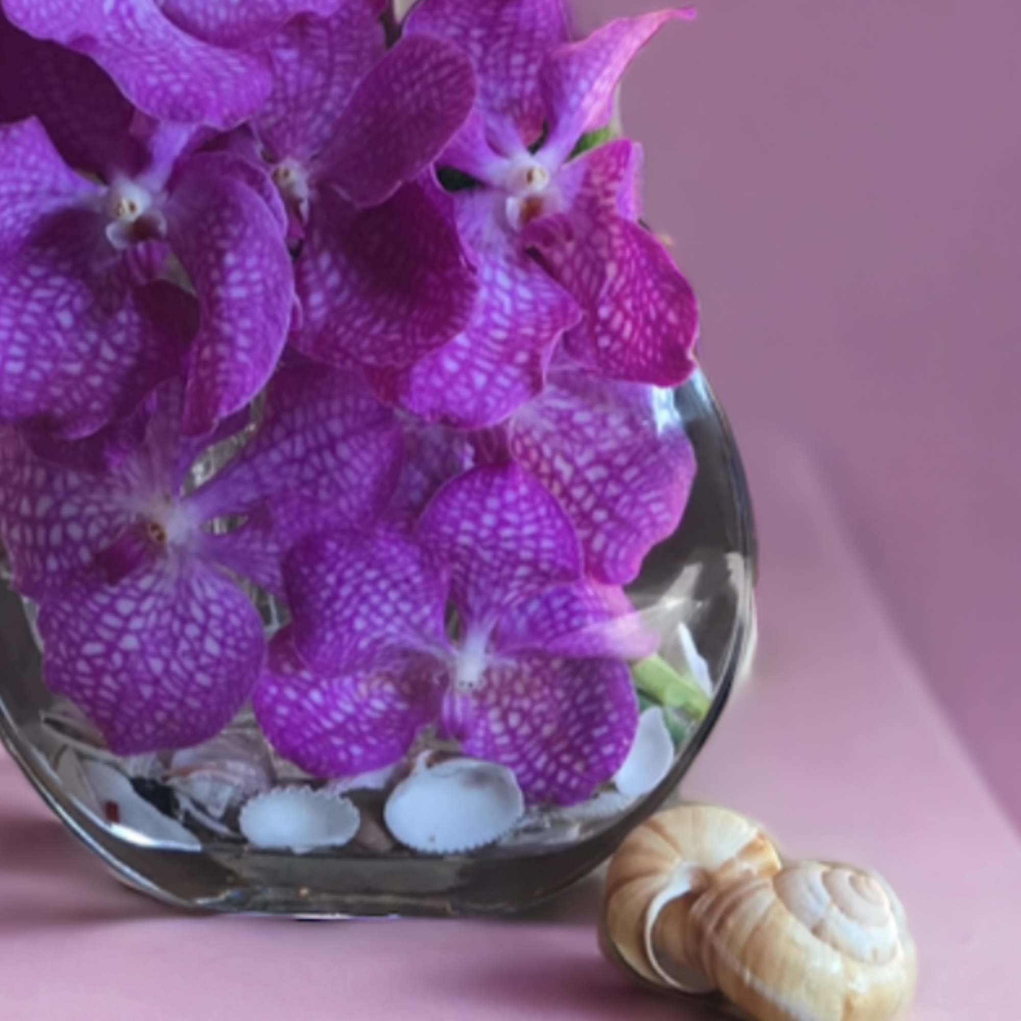 Flower : Modern design with pink Vanda orchid and seashell inside the