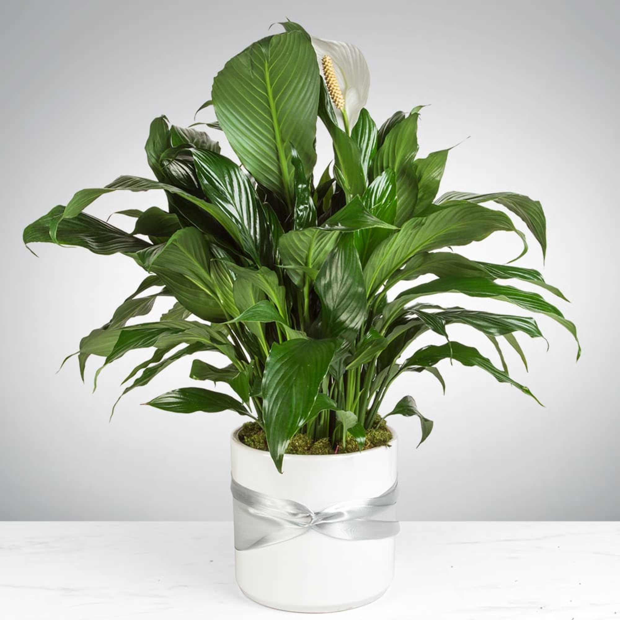 Spathiphyllum Plant by BloomNation™ in La Feria, TX