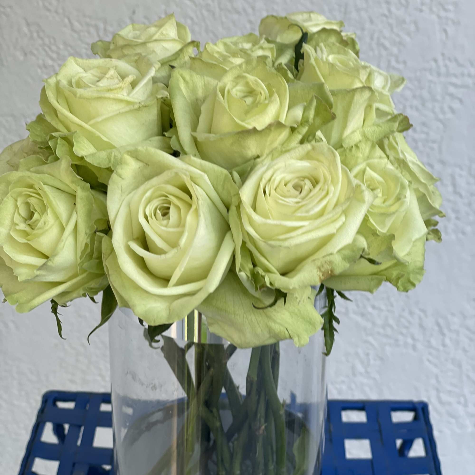 13 gorgeous long stem green roses arranged in an elegant glass vase