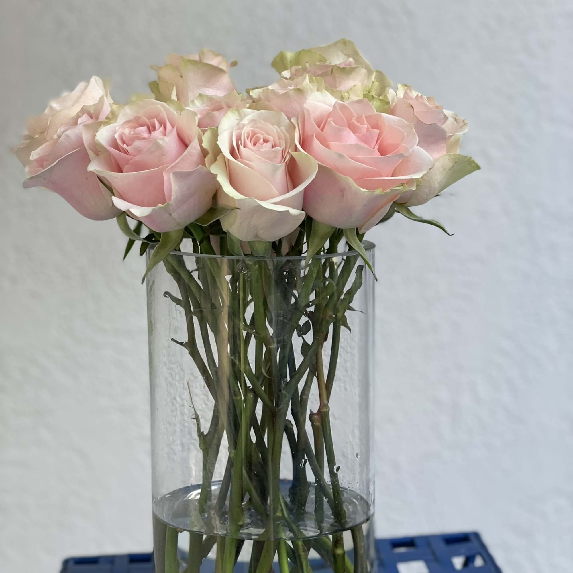 13 gorgeous long stem pink roses with light green highlights around the