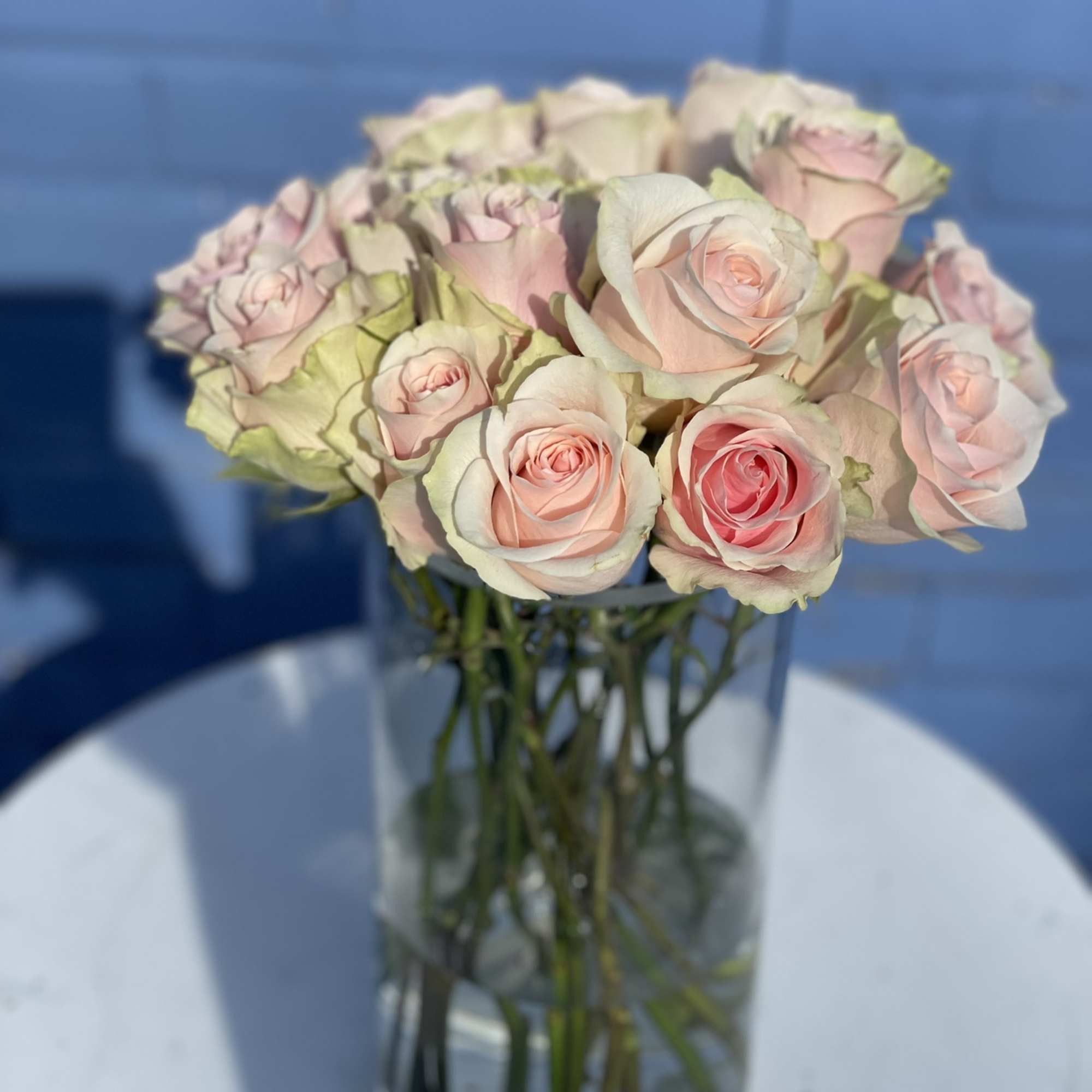 13 gorgeous long stem pink roses with light green highlights around the