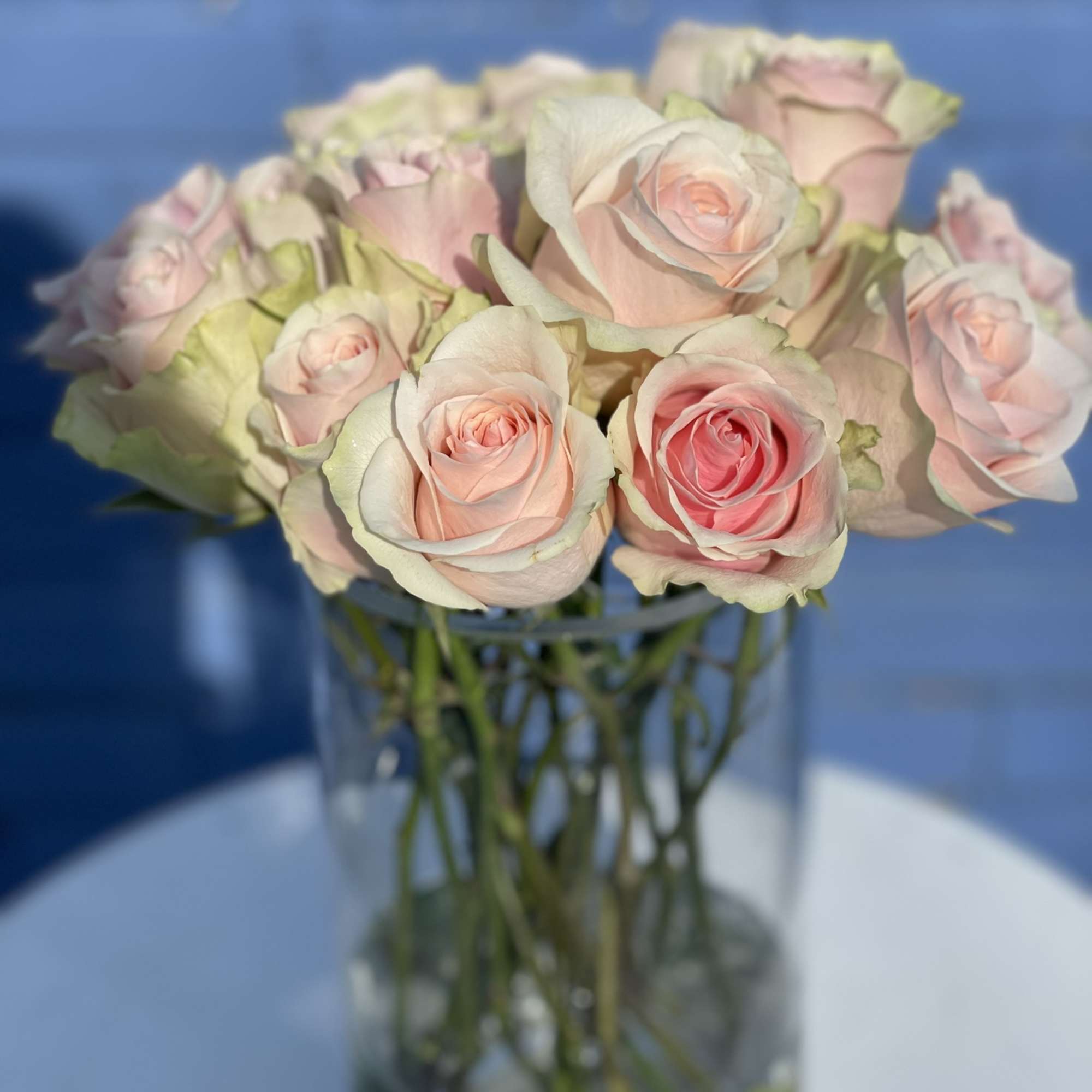 13 gorgeous long stem pink roses with light green highlights around the