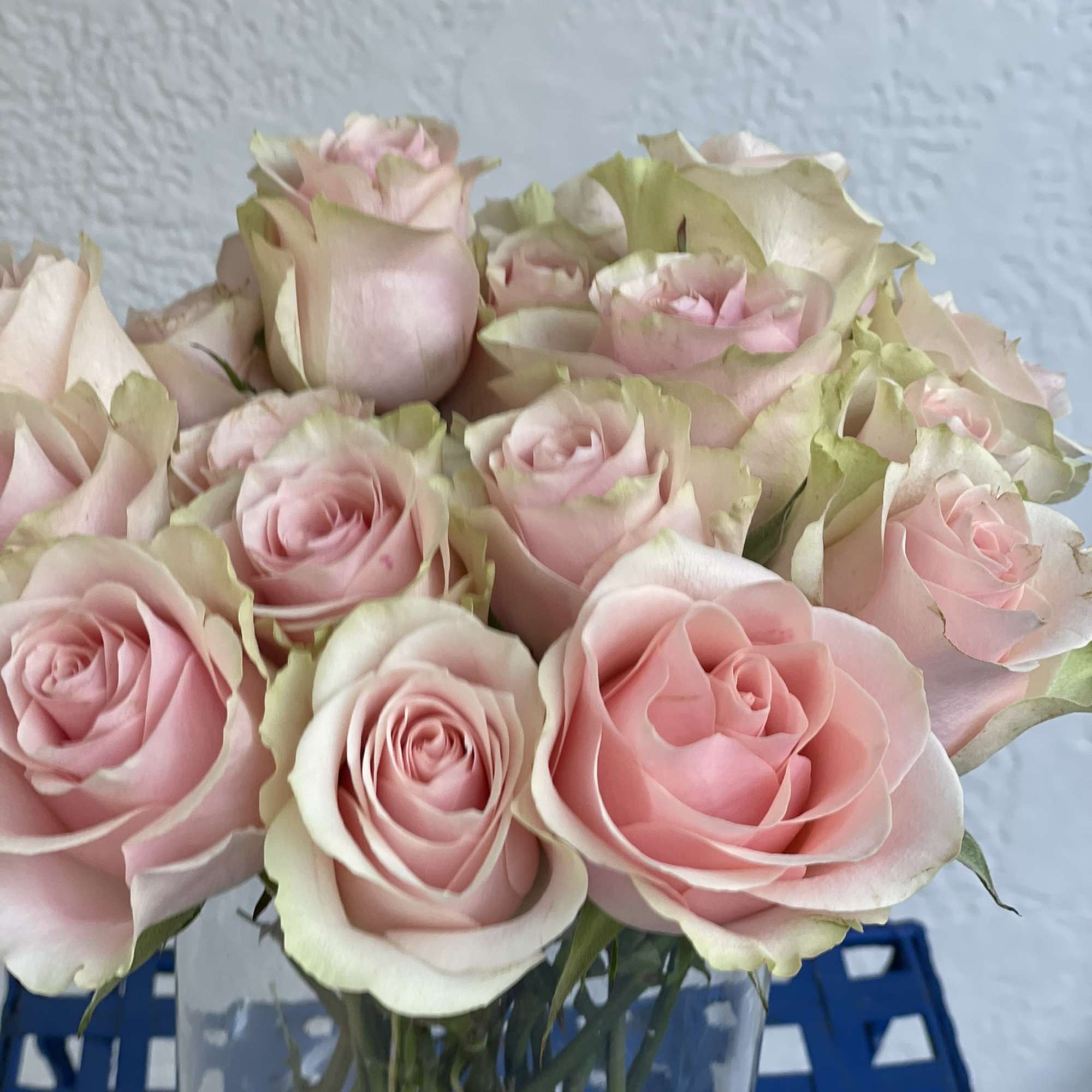 13 gorgeous long stem pink roses with light green highlights around the
