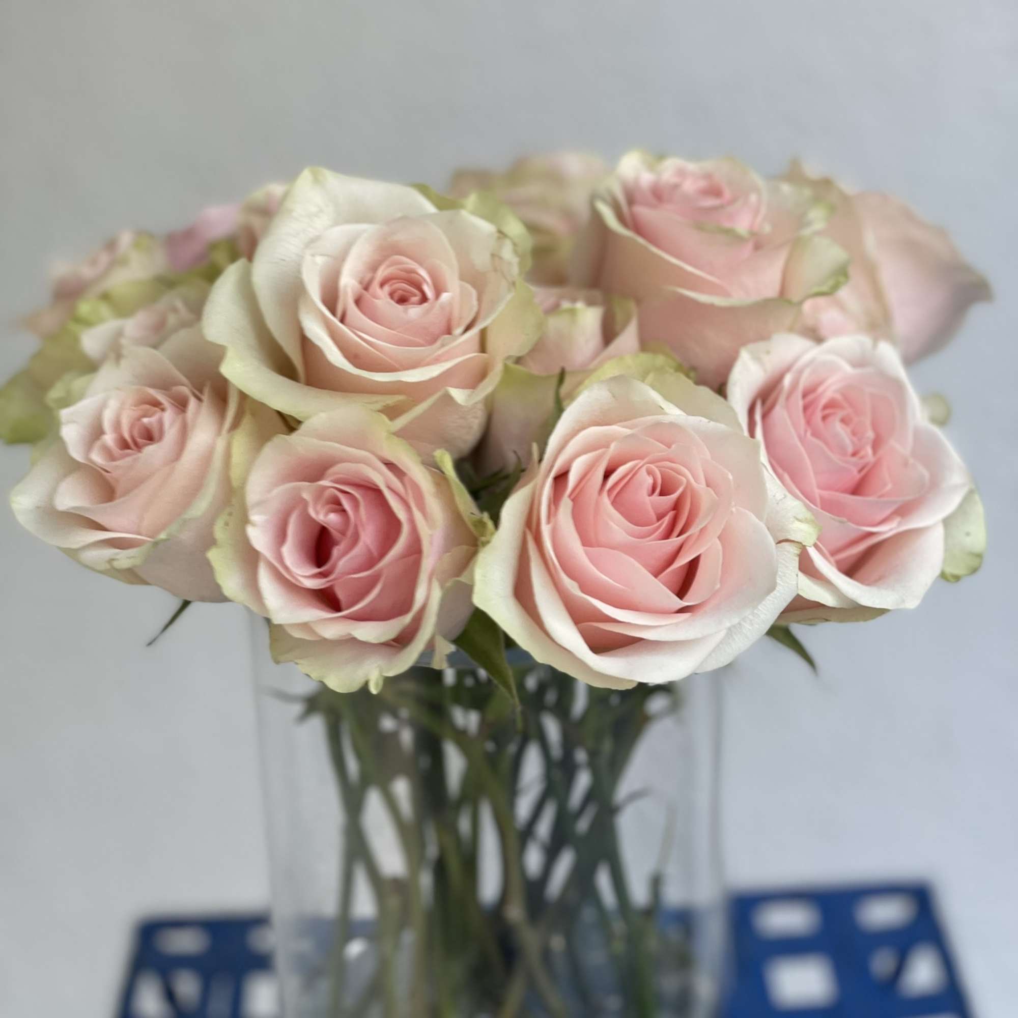 13 gorgeous long stem pink roses with light green highlights around the