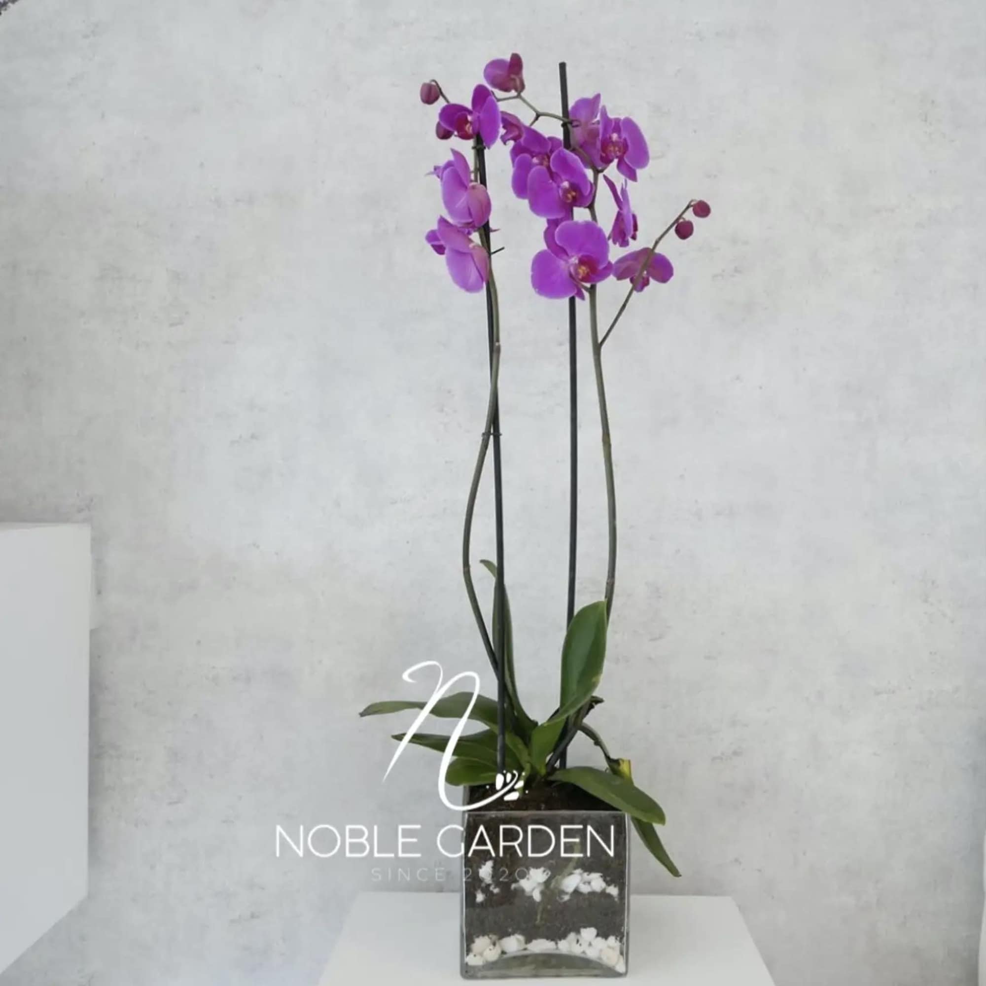 Standard- Your order will be arranged approximately as shown on our website.