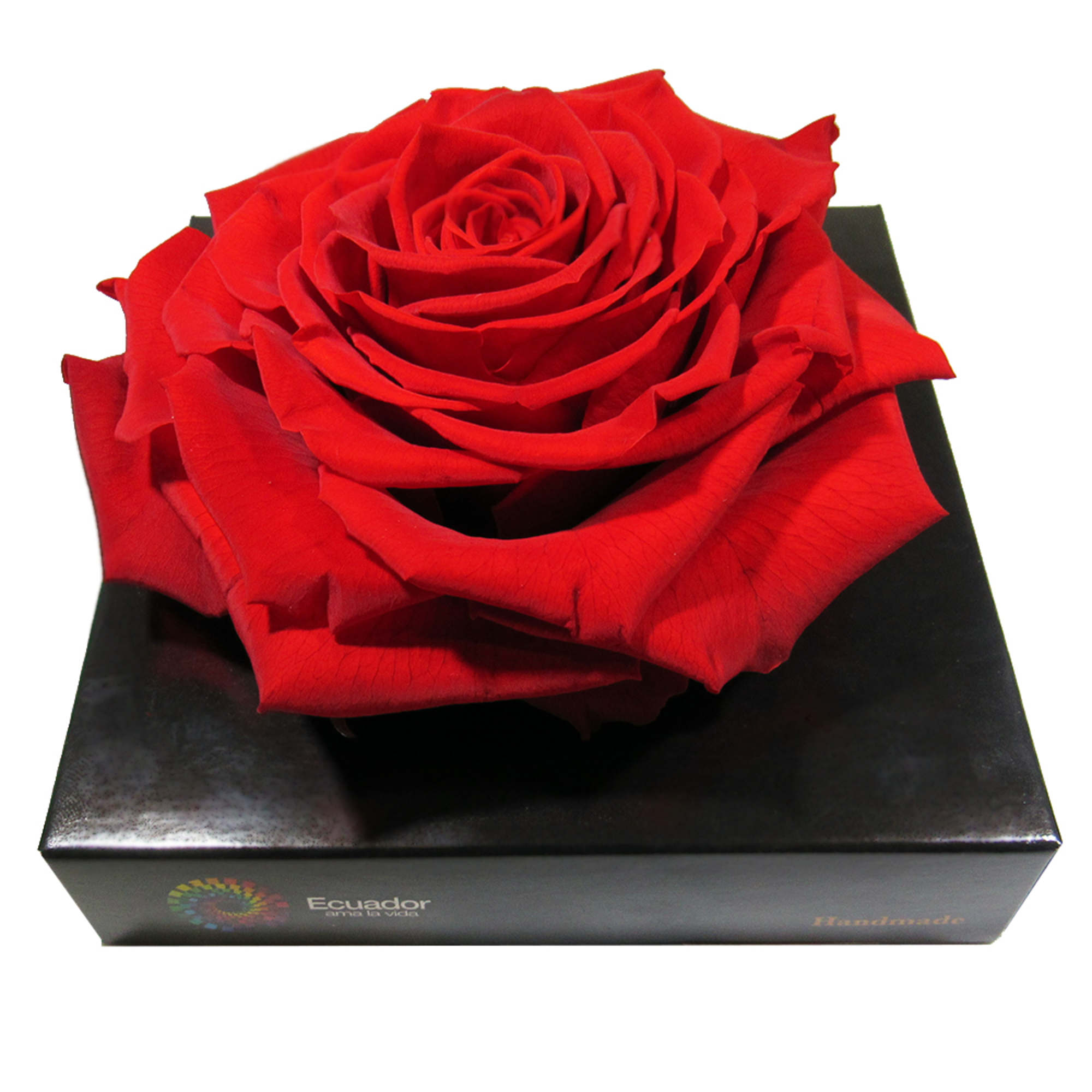 This is an outstanding extra-large rose wich is preserved petal-by-petal in order