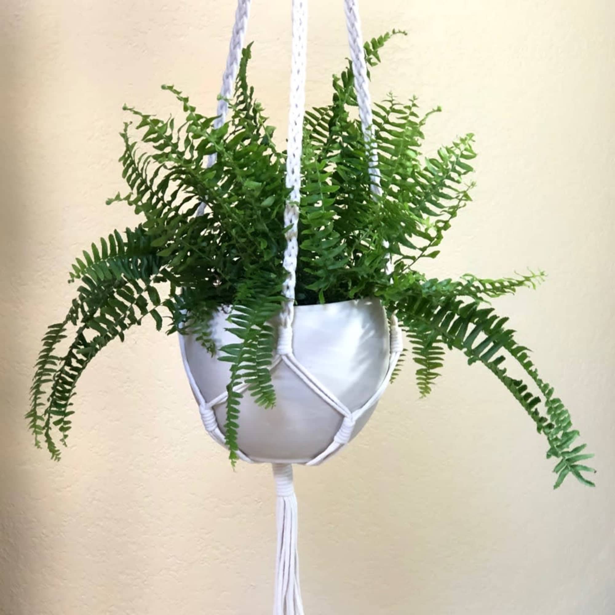 A fluffy and full 6&quot; Boston fern in an Accent Decor ceramic