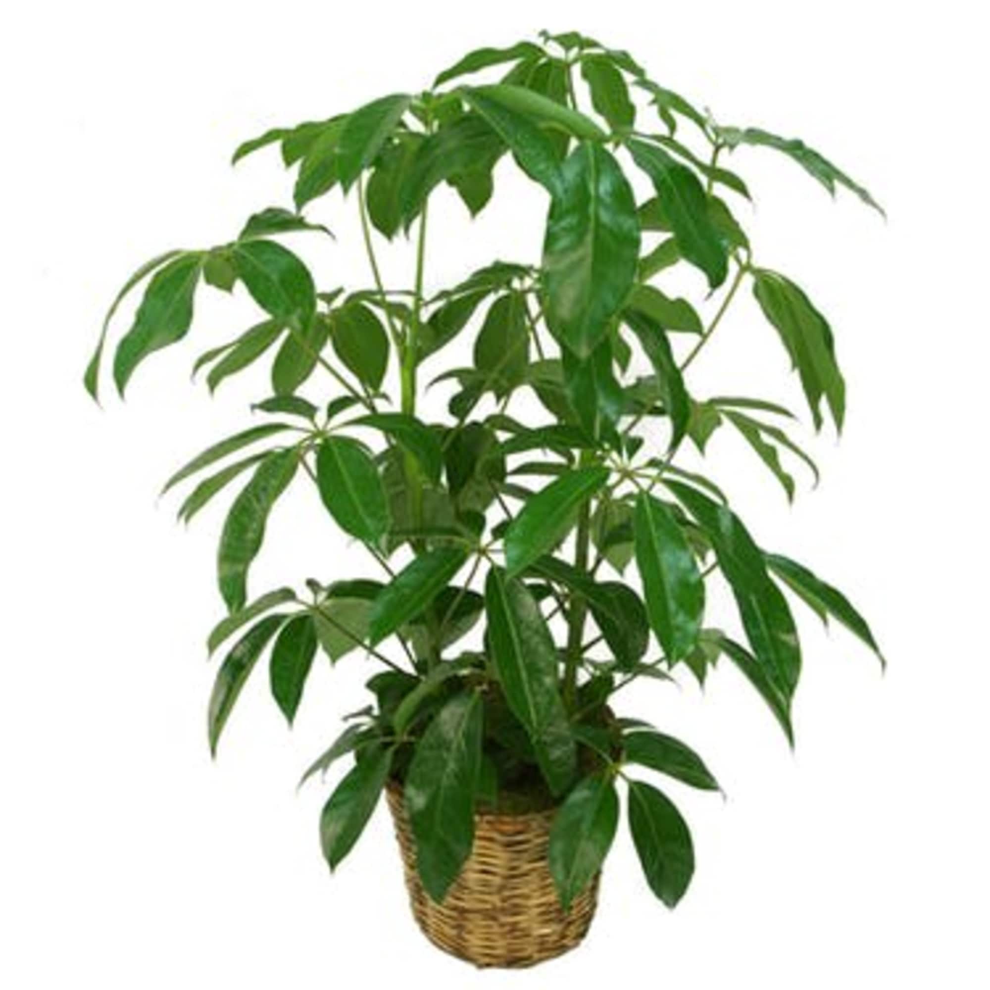 Express your thoughts with a lush indoor plant accented with wicker basket