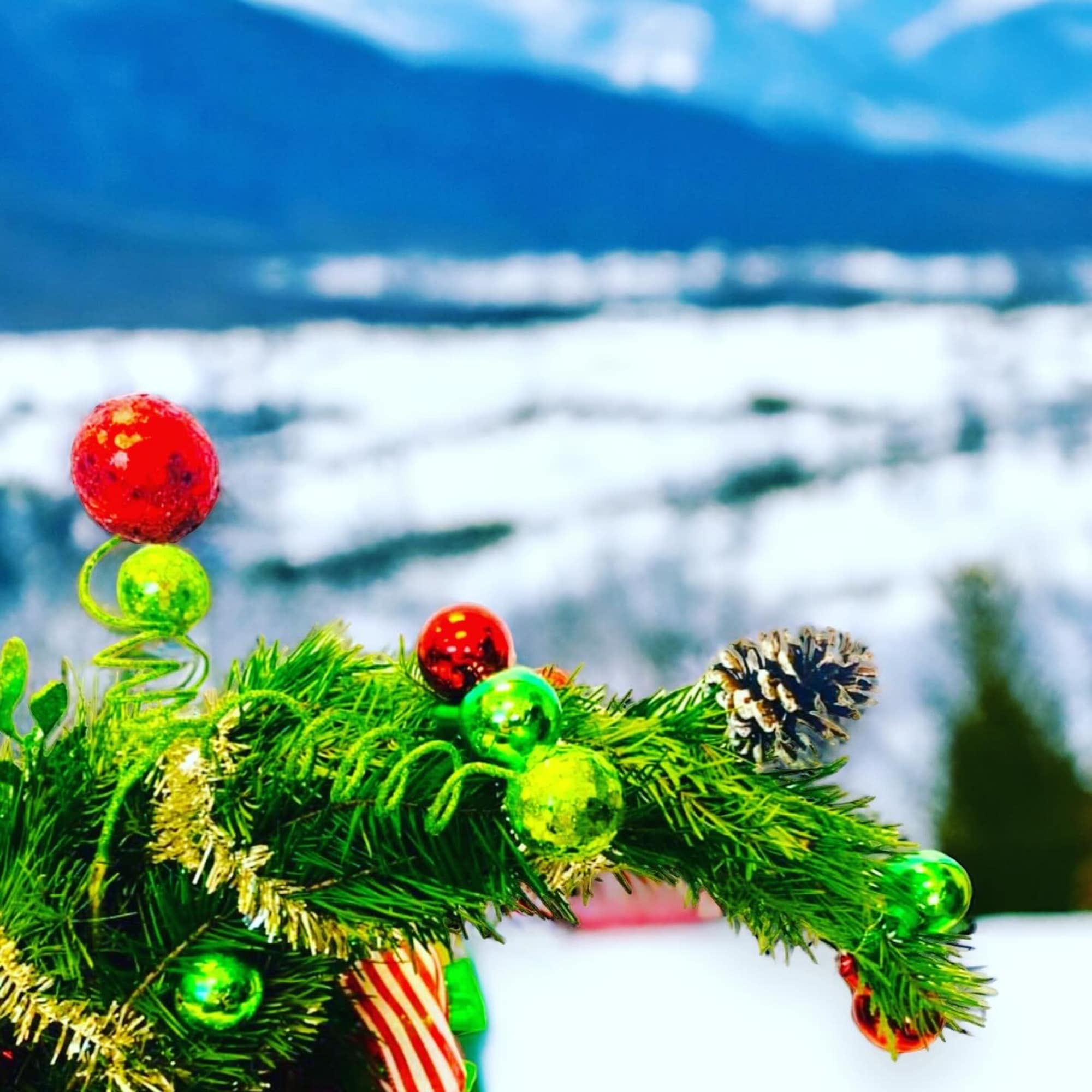 Give Cindy Lou’s Tree that was stolen the night before Christmas; from Give Cindy Lou’s Tree that was stolen the night before Christmas; from