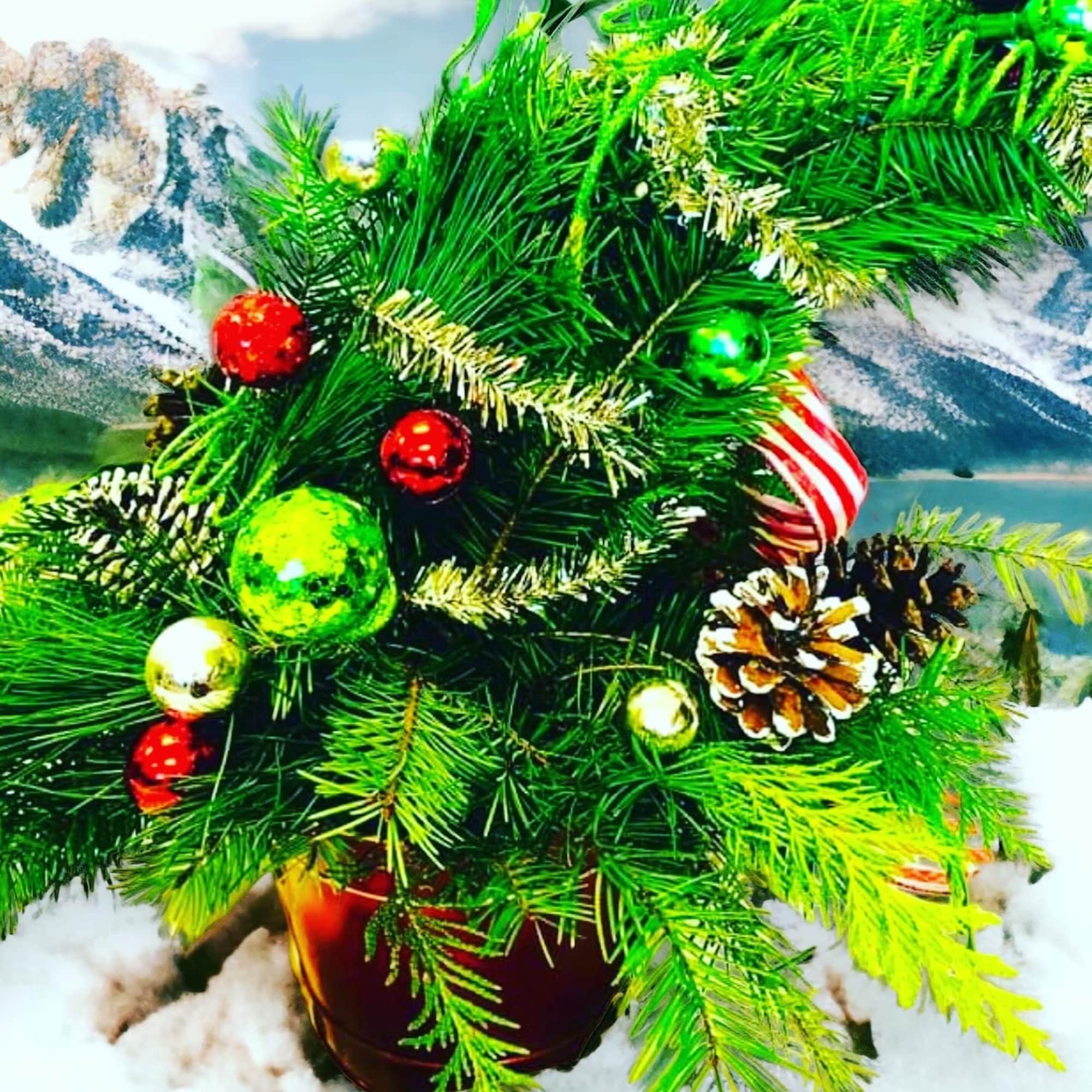 Give Cindy Lou’s Tree that was stolen the night before Christmas; from Give Cindy Lou’s Tree that was stolen the night before Christmas; from