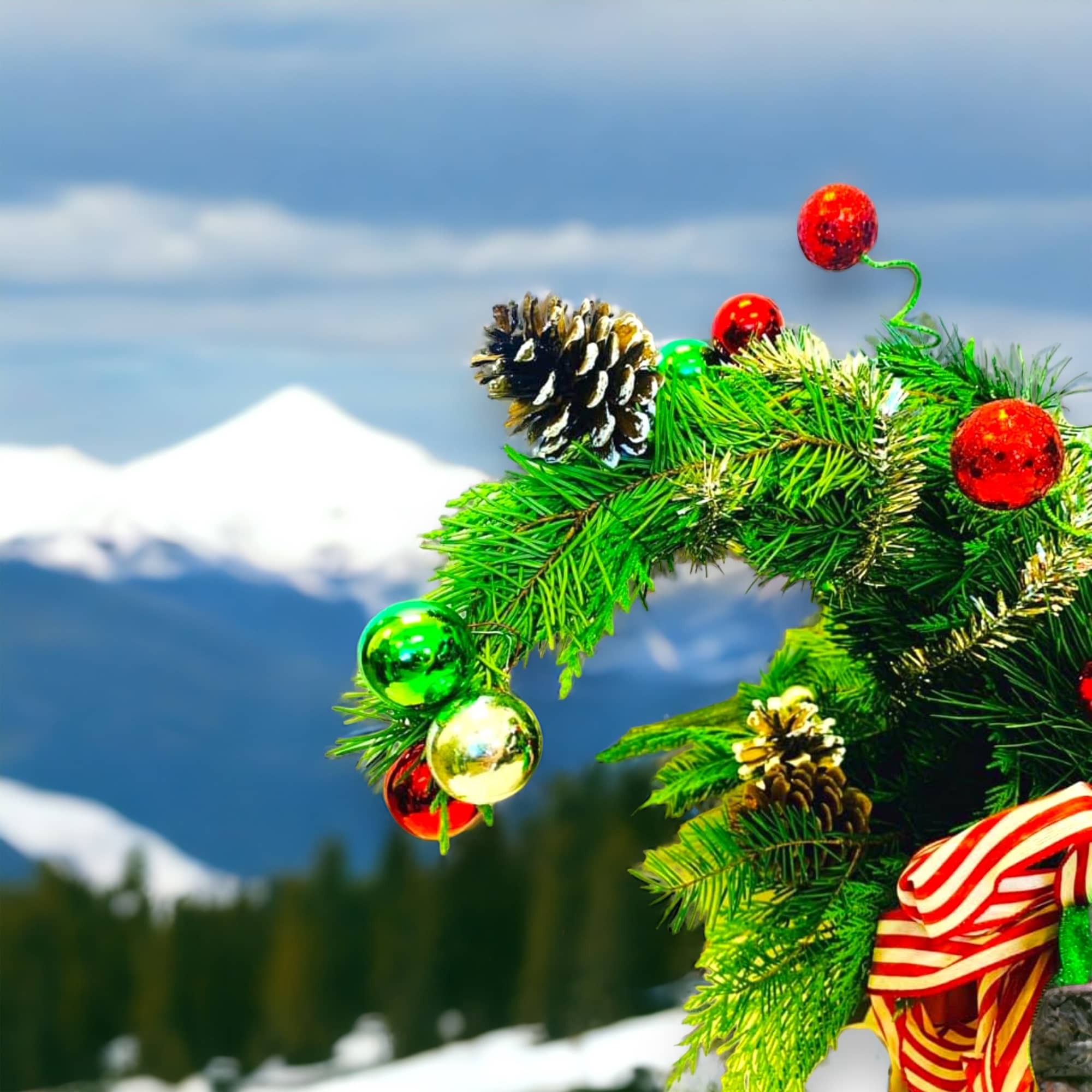Give Cindy Lou’s Tree that was stolen the night before Christmas; from Give Cindy Lou’s Tree that was stolen the night before Christmas; from