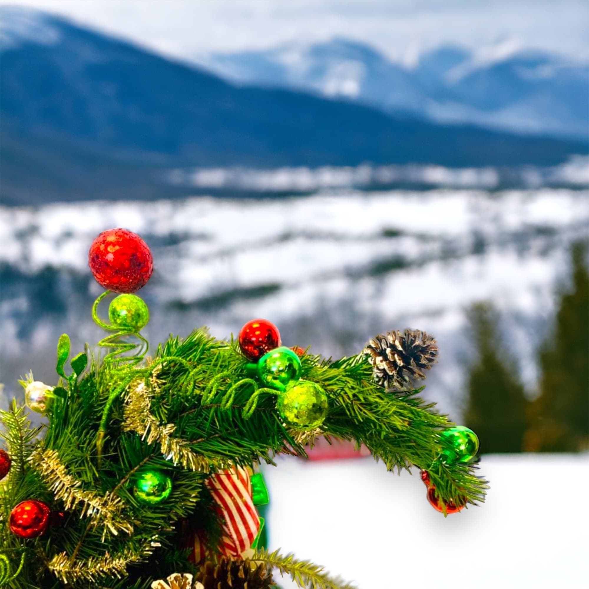 Give Cindy Lou’s Tree that was stolen the night before Christmas; from Give Cindy Lou’s Tree that was stolen the night before Christmas; from