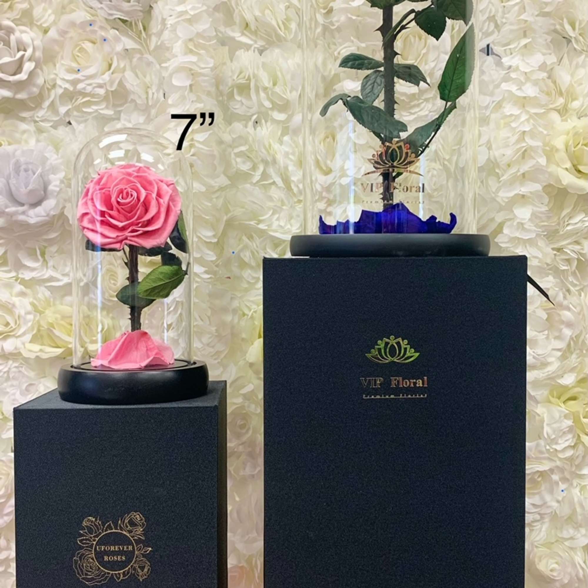 Preserved Roses are different from natural roses as they stay fresh and