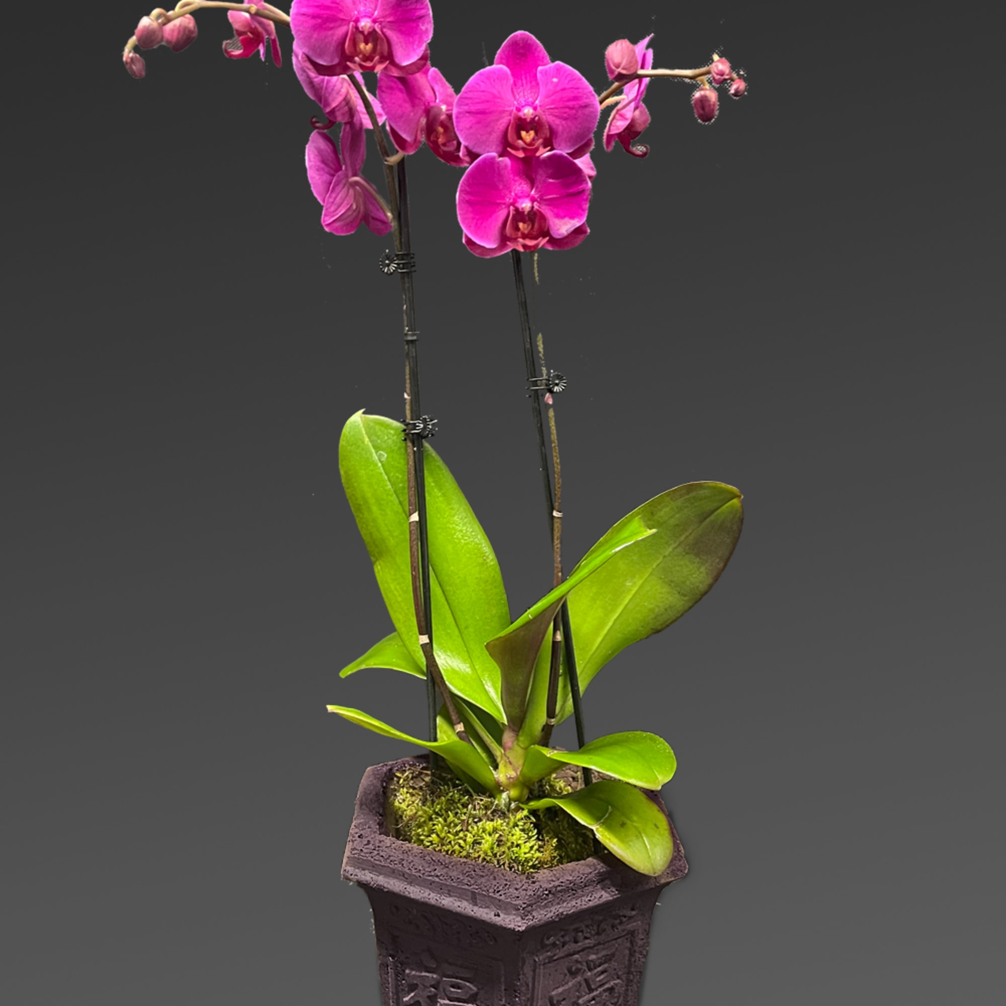 Simply glorious! The elegant dance of purple phalaenopsis orchids takes center stage