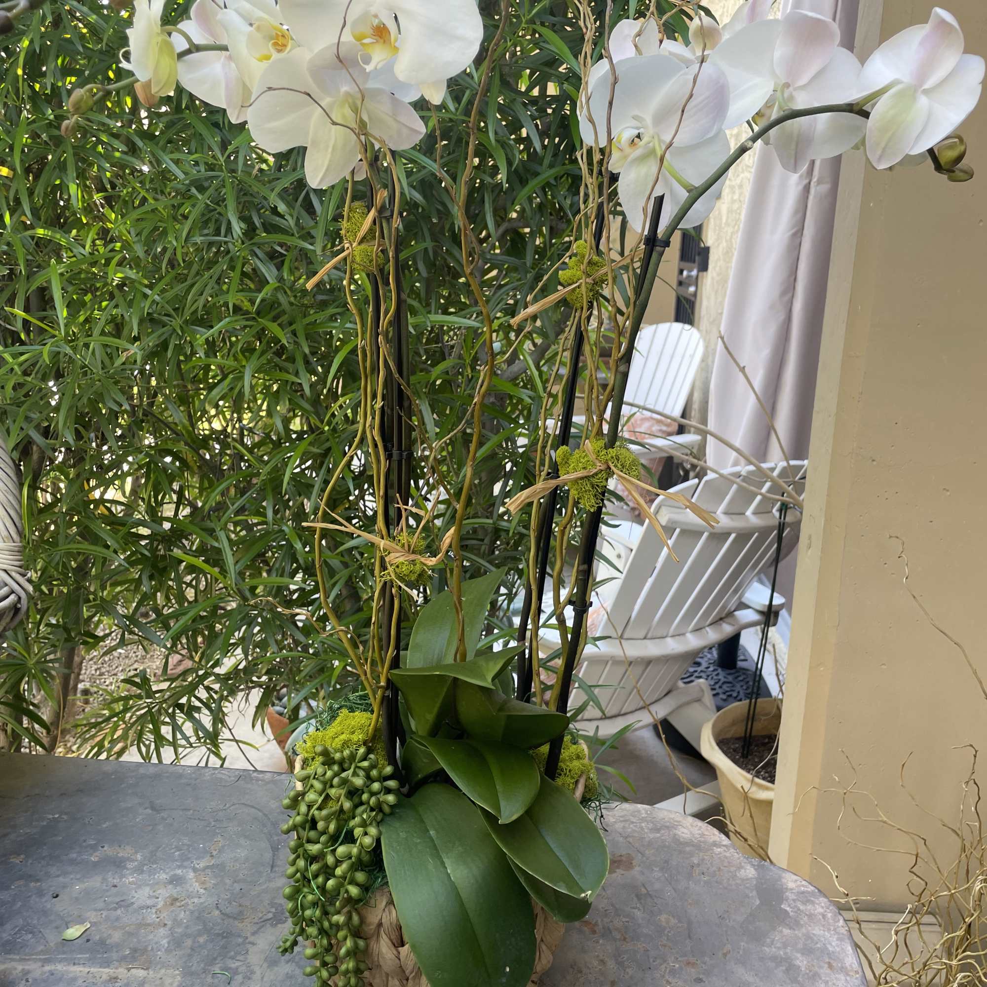 Two gorgeous long lasting phalenopsis plants paired with an artificial succulent for